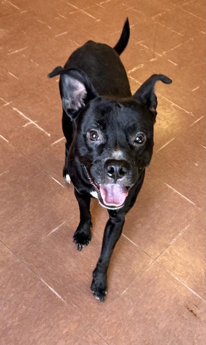 Quazie, a ADOPTABLE mixed breed in Rapid City, SD image 2/3