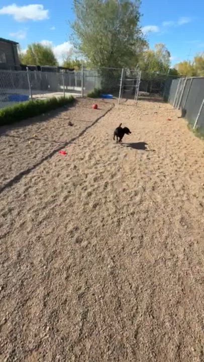 Enlarge Quazie, a ADOPTABLE mixed breed in Rapid City, SD video 3/3