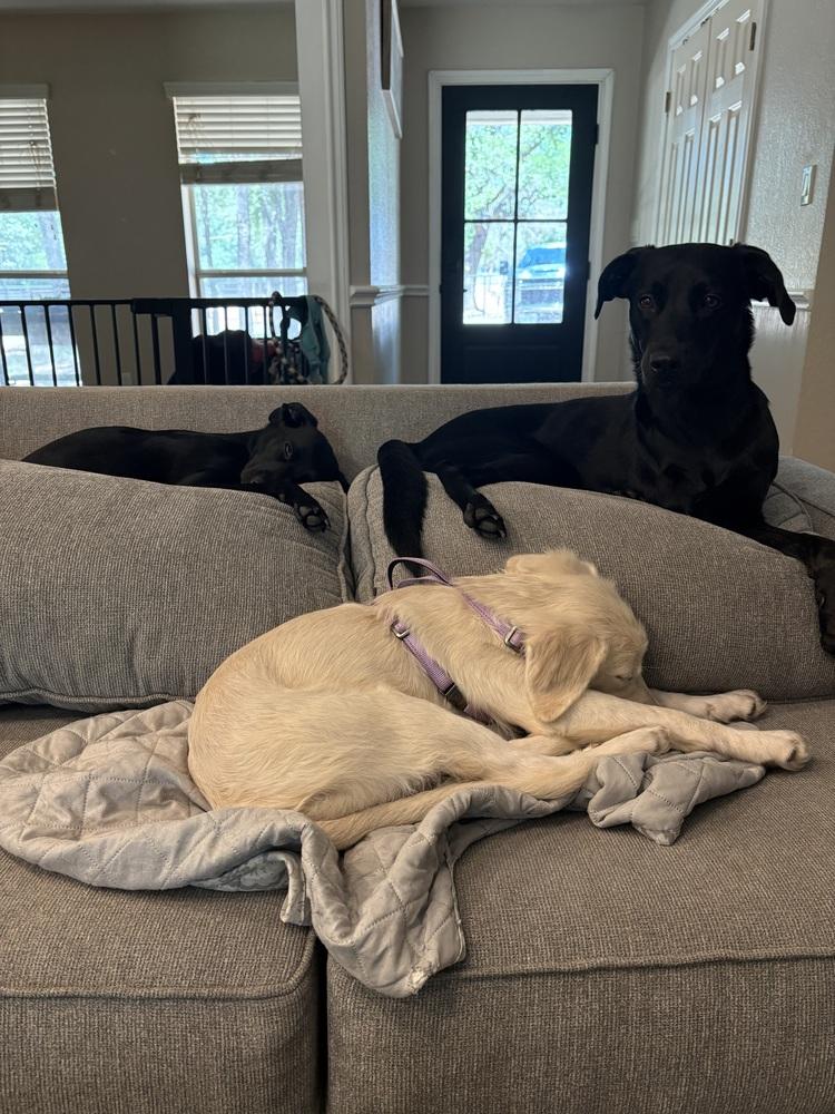 Costello / Dublin, Adopted, Puppy Female Labrador Retriever & Mixed Breed.