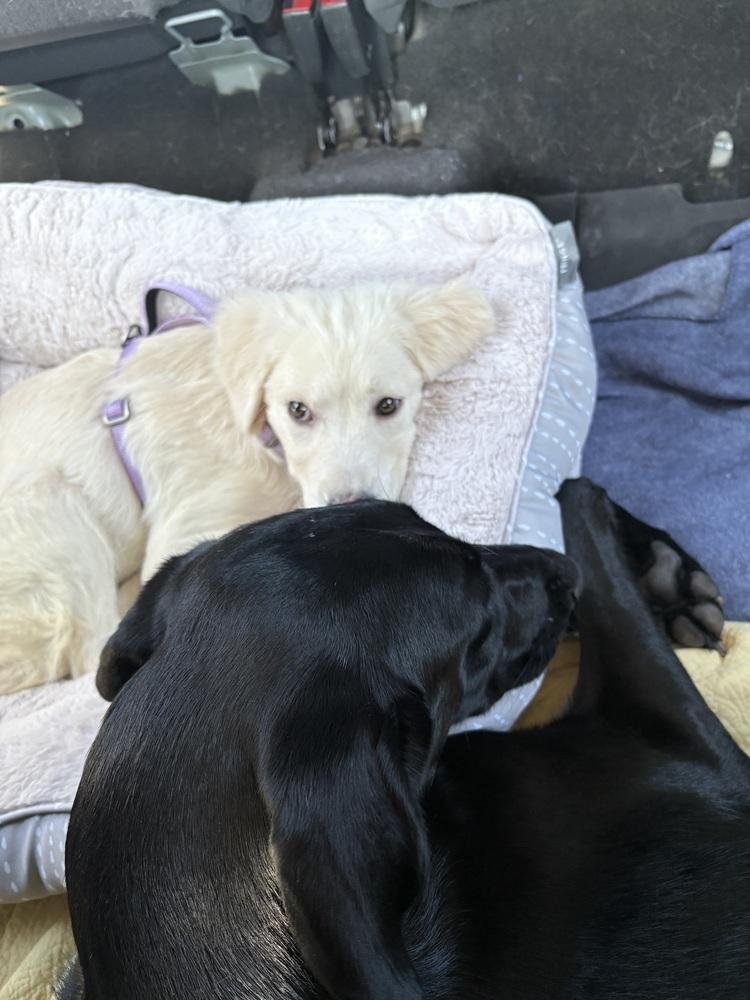 Costello / Dublin, a Adopted mixed breed in Broomfield, CO image 2/6