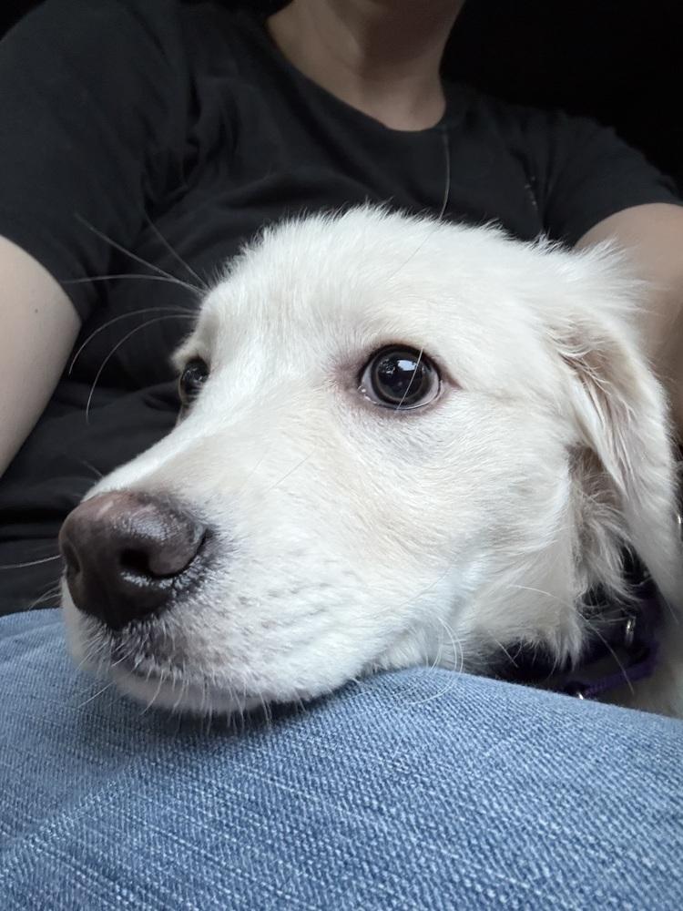 Costello / Dublin, a Adopted mixed breed in Broomfield, CO image 3/6