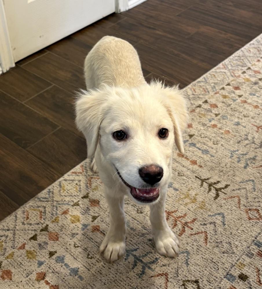 Costello / Dublin, a Adopted mixed breed in Broomfield, CO image 5/6