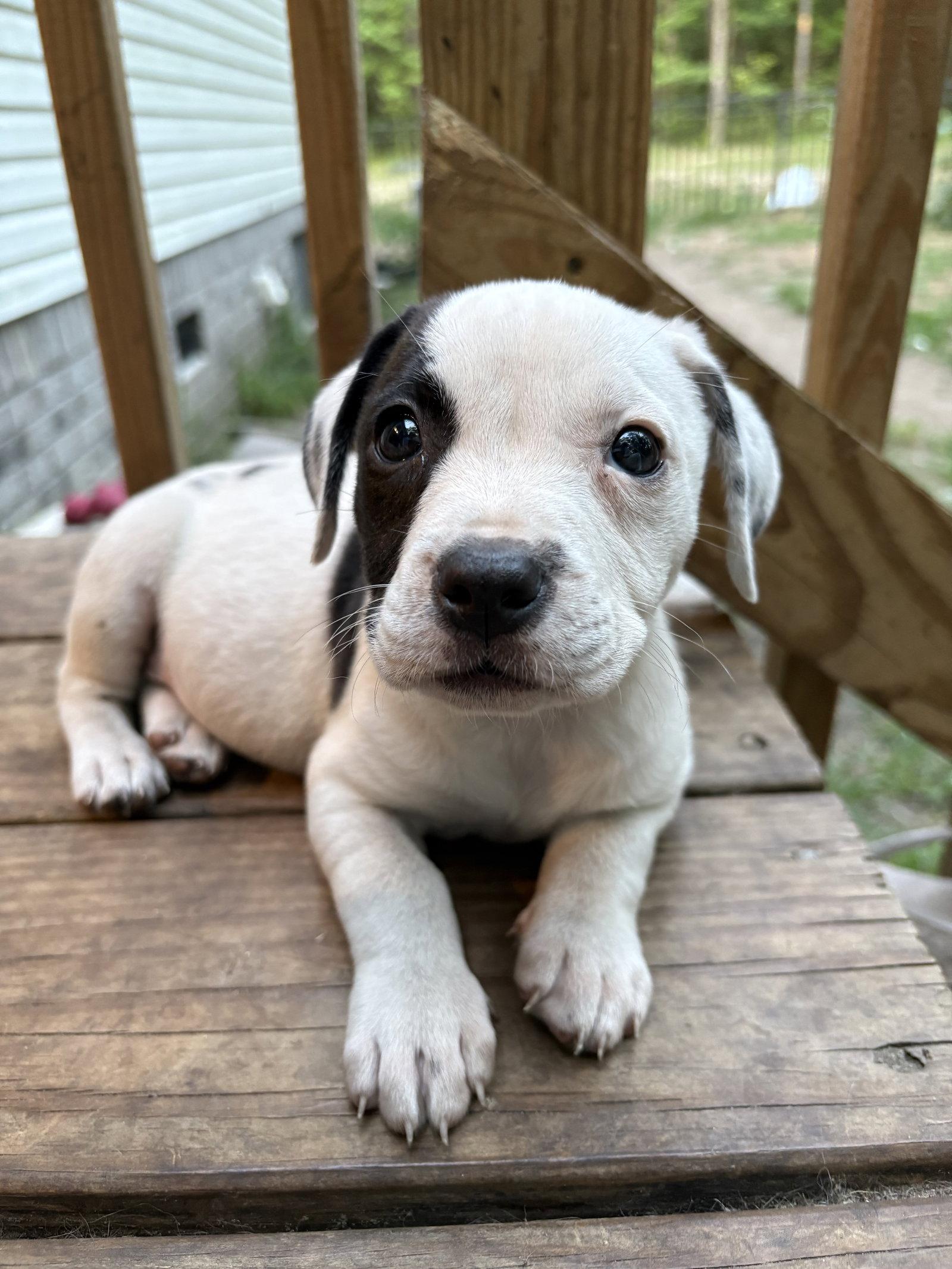 Roly Poly, a Adoptable Mixed Breed in Mount Pleasant, SC image 1/3