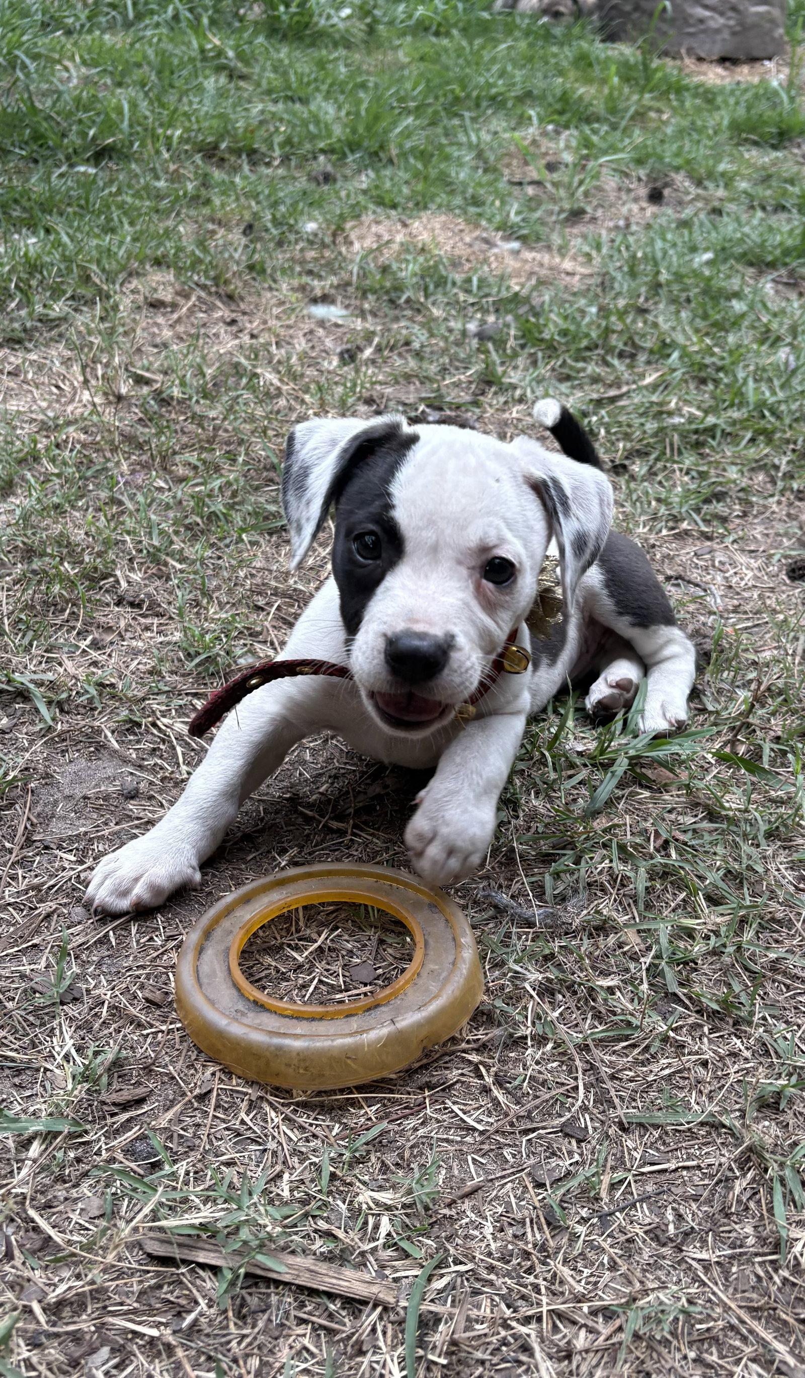 Roly Poly, a Adoptable Mixed Breed in Mount Pleasant, SC image 2/3