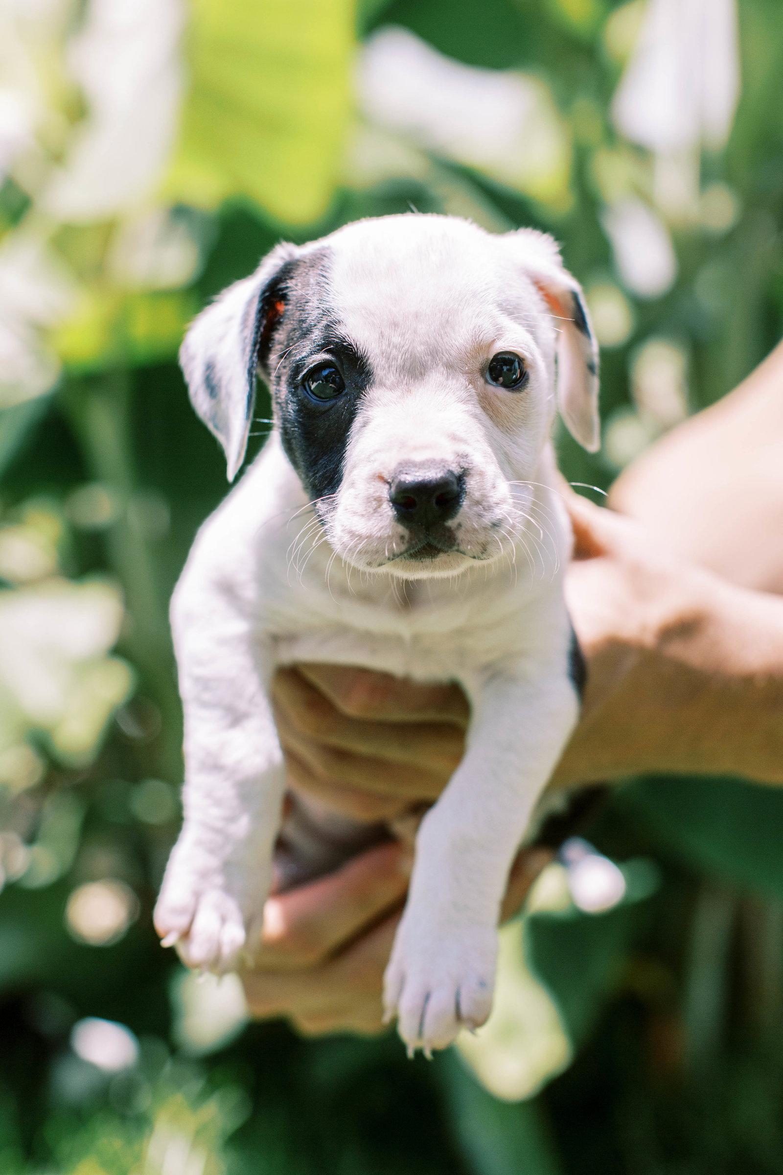 Roly Poly, a Adoptable Mixed Breed in Mount Pleasant, SC image 3/3