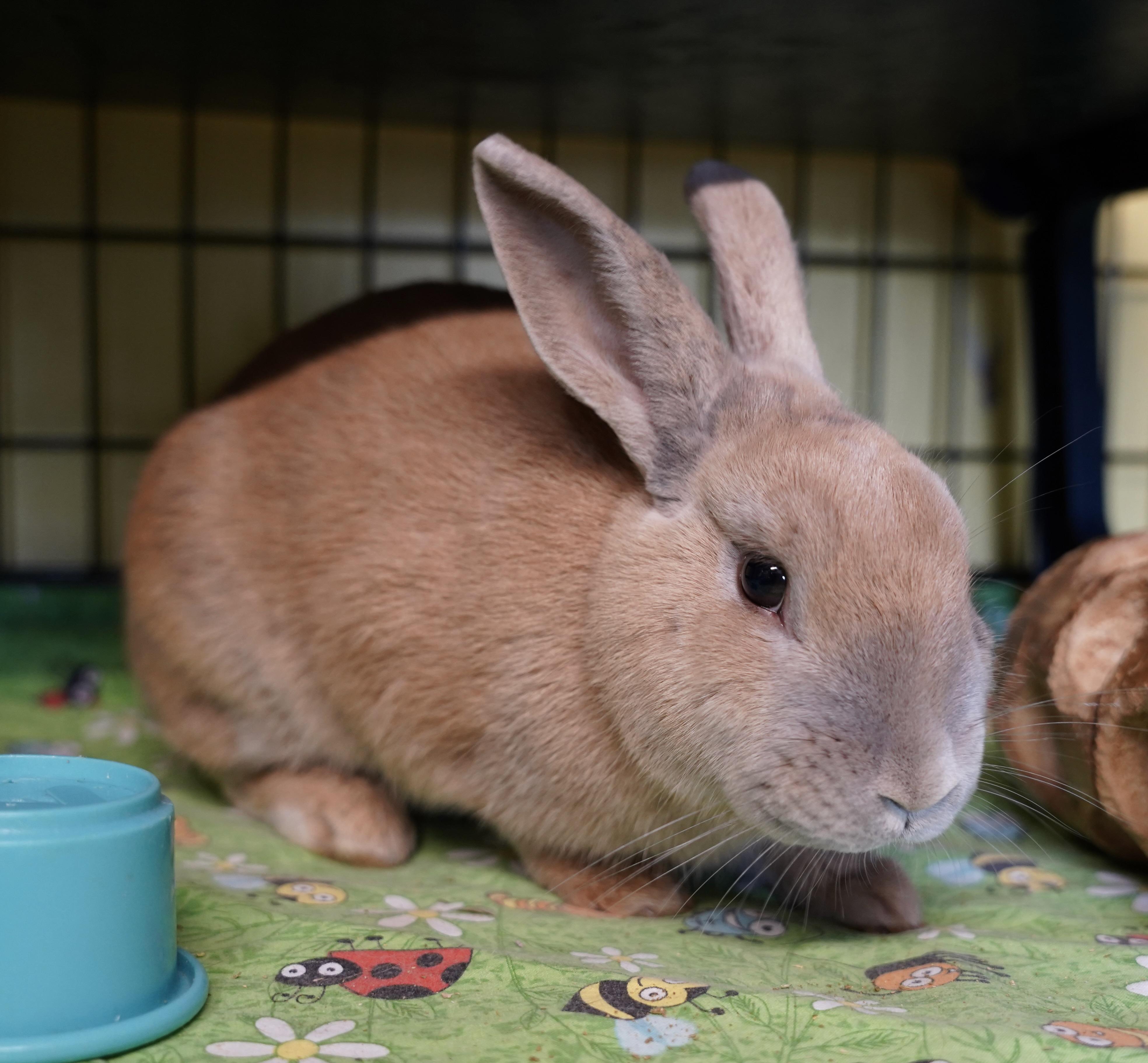Enlarge Beignet (IN FOSTER), an adopted Bunny Rabbit in Ferndale, WA image 4/4