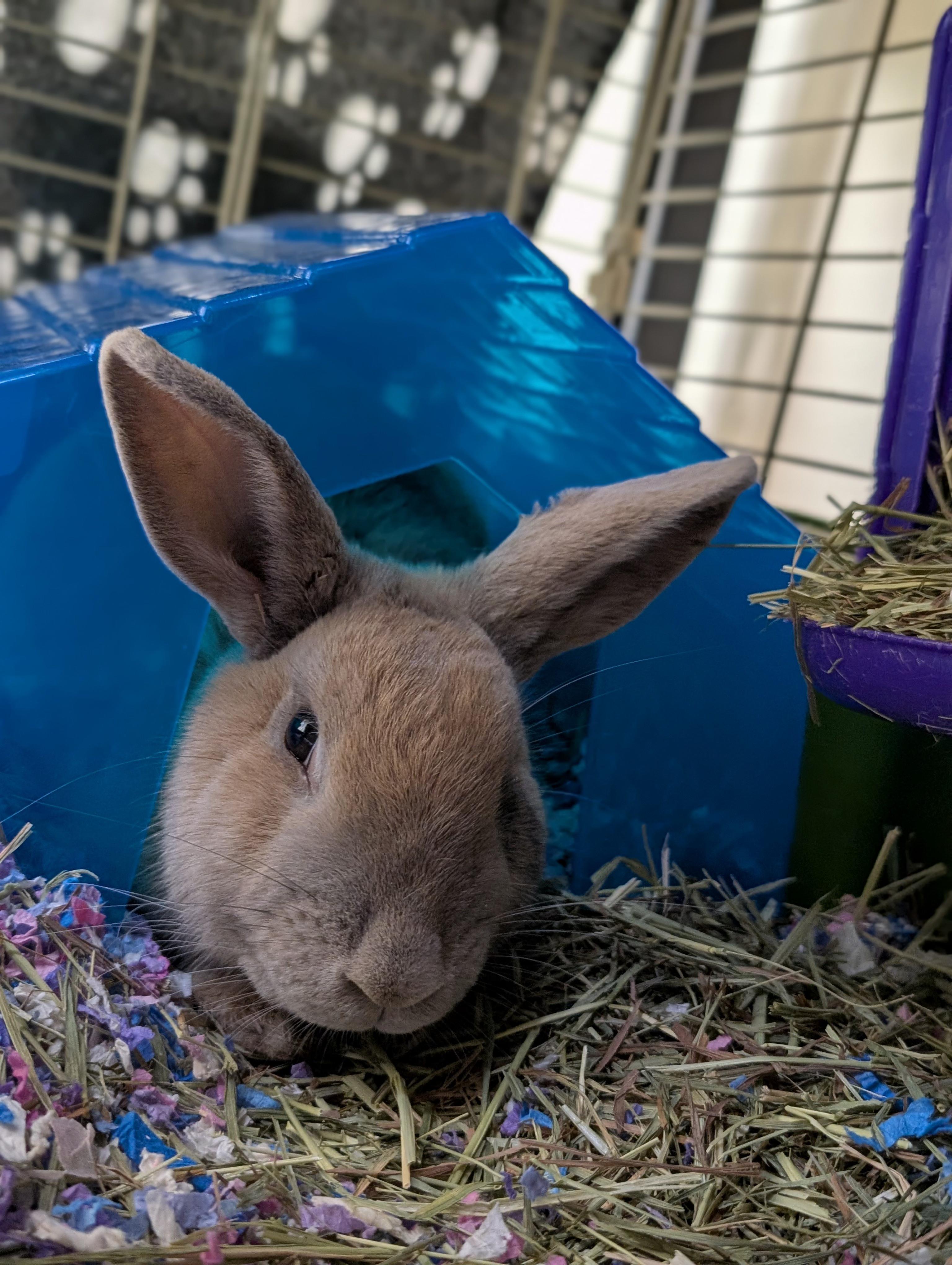 Enlarge Beignet (IN FOSTER), an adopted Bunny Rabbit in Ferndale, WA image 2/4