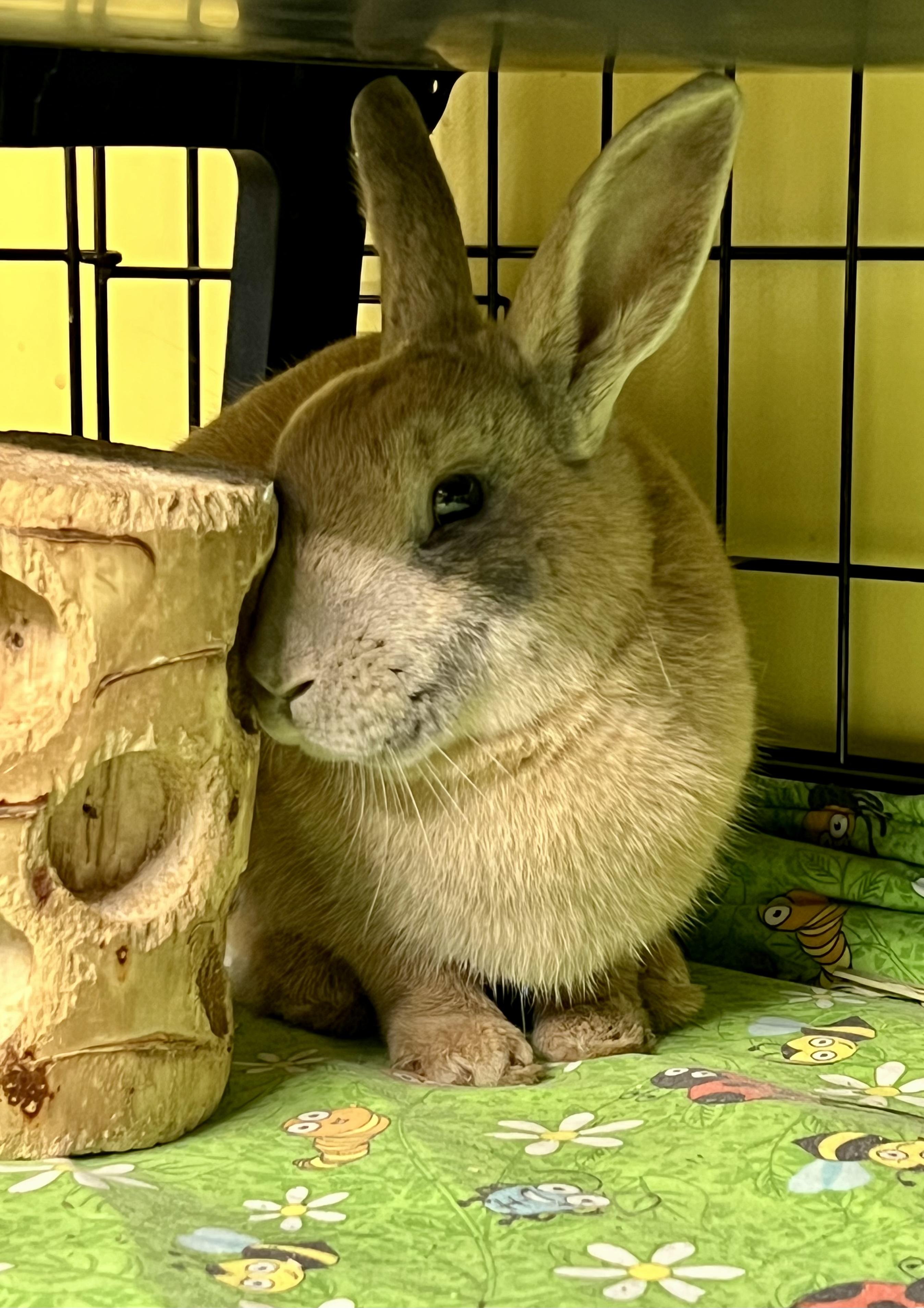 Enlarge Beignet (IN FOSTER), an adopted Bunny Rabbit in Ferndale, WA image 3/4