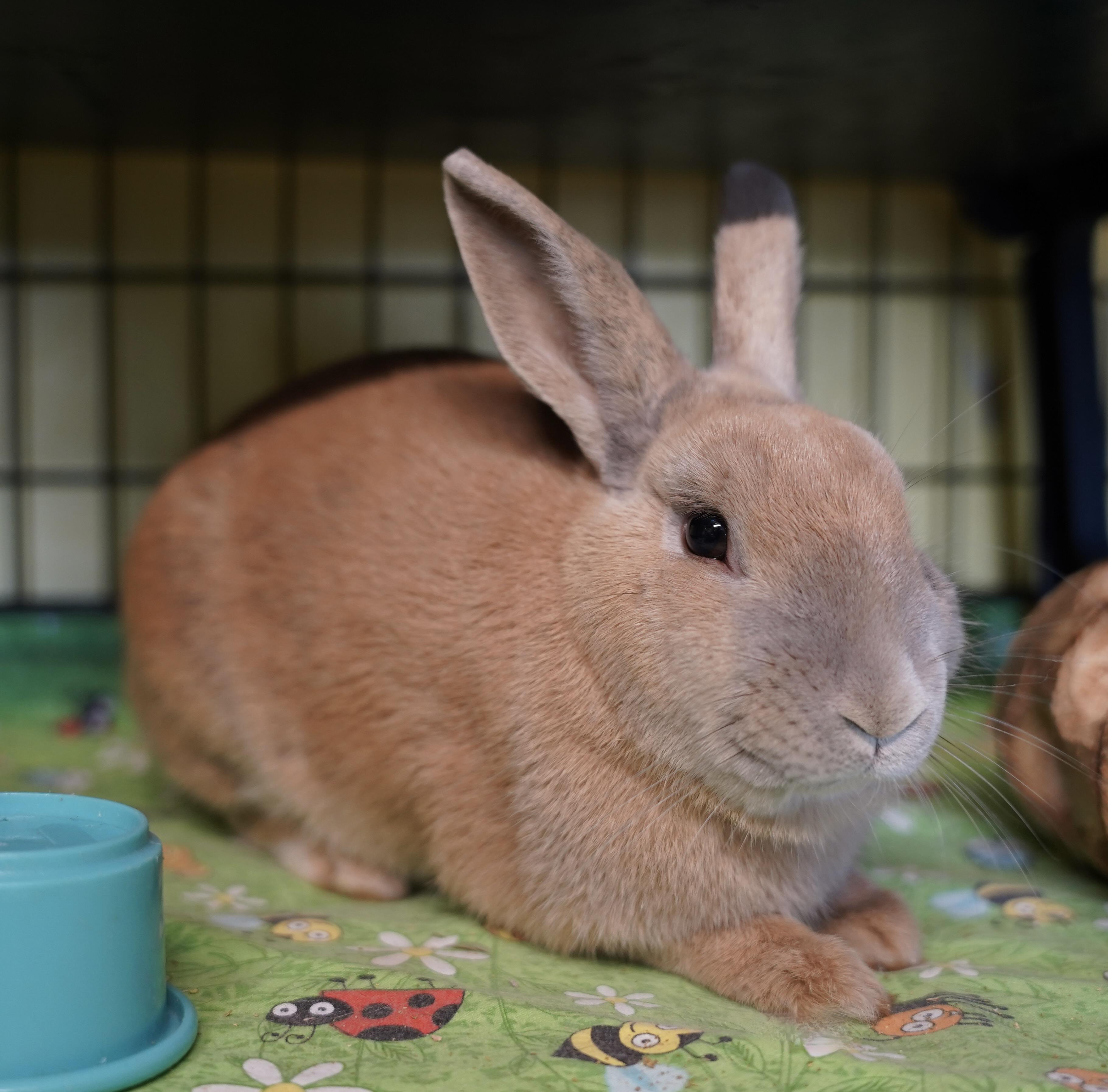 Beignet (IN FOSTER), adopted, Young Male Bunny Rabbit.