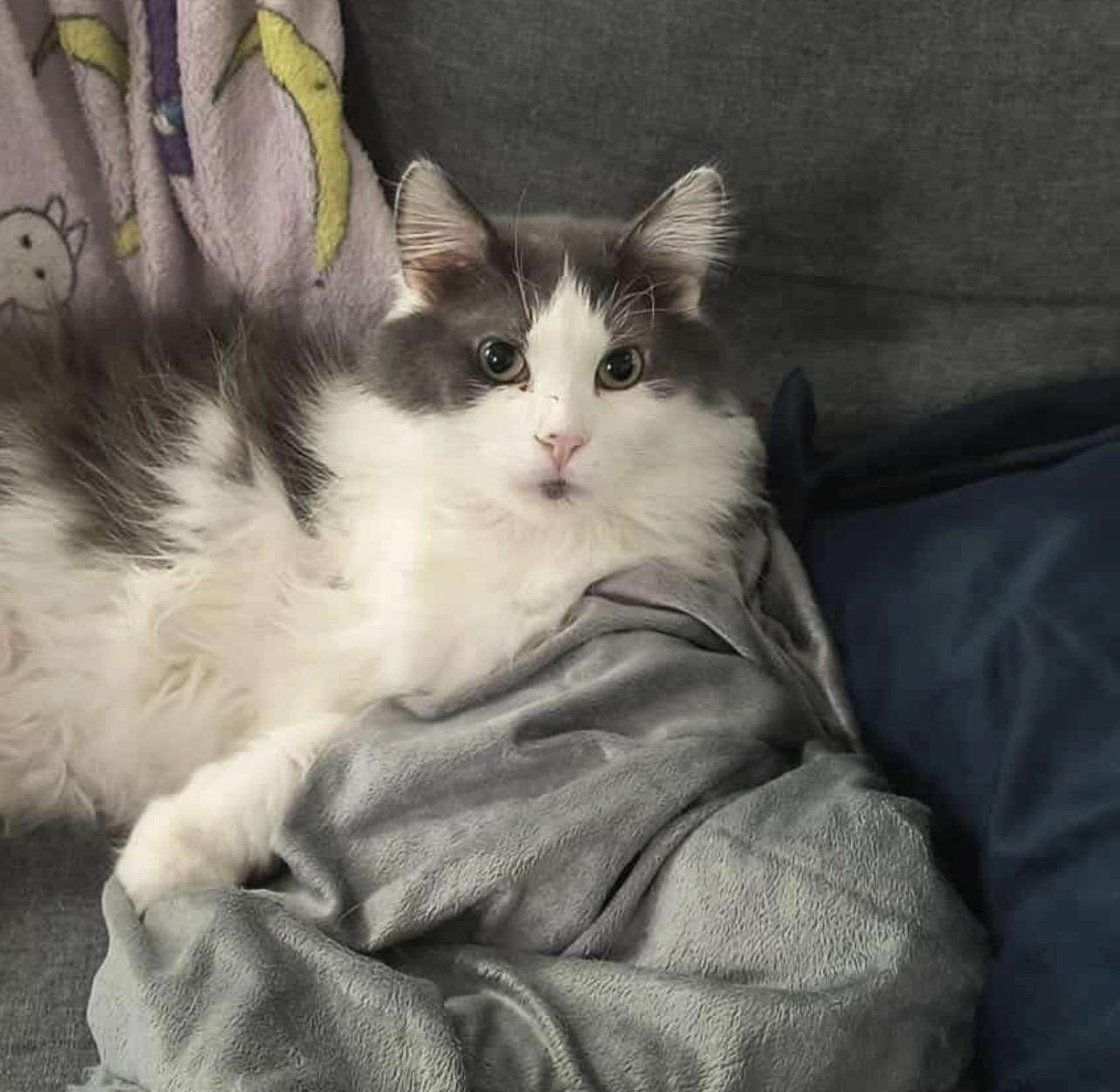 Trooper, Adoptable, Adult Male Domestic Medium Hair.