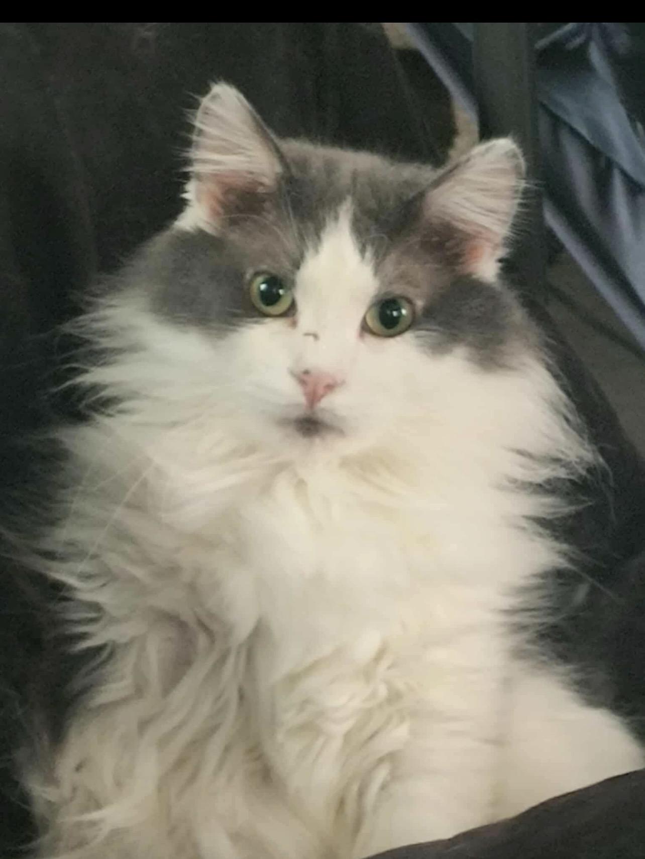 Enlarge Trooper, a Adoptable mixed breed in Lockport, IL image 2/2