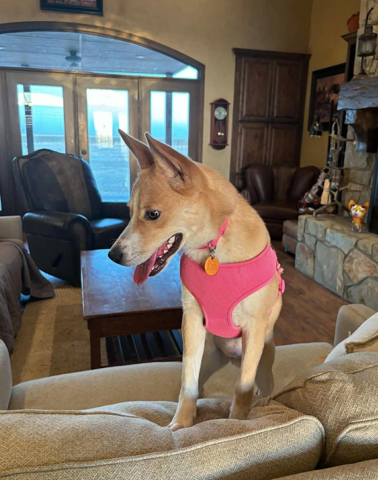 Cupcake , a ADOPTABLE mixed breed in Pelham, NH image 5/6