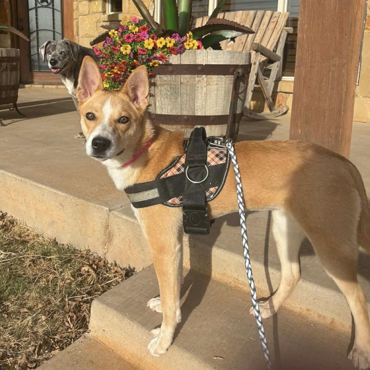 Cupcake , a ADOPTABLE mixed breed in Pelham, NH image 1/6