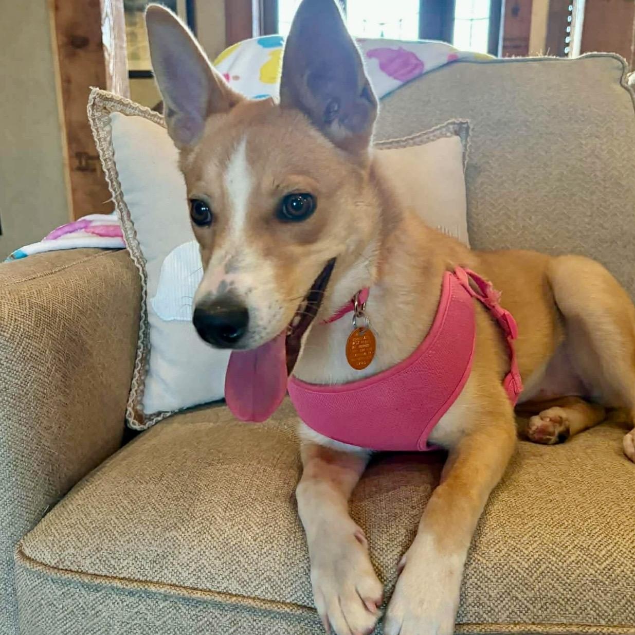 Cupcake , a ADOPTABLE mixed breed in Pelham, NH image 2/6