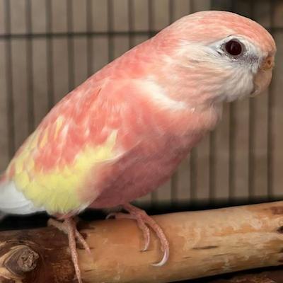Shortcake, adoptable, Young Female Parrot (Other).