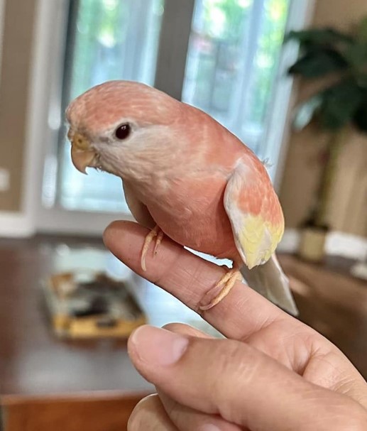 Shortcake, an adoptable Parrot (Other) in Jacksonville, FL image 2/2