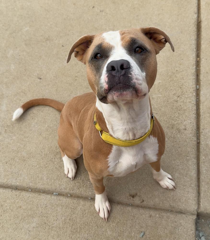 KYRA, Adoptable, Adult Female Mixed Breed & American Bulldog.