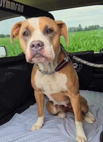 KYRA, Adoptable, Adult Female Mixed Breed & American Bulldog.