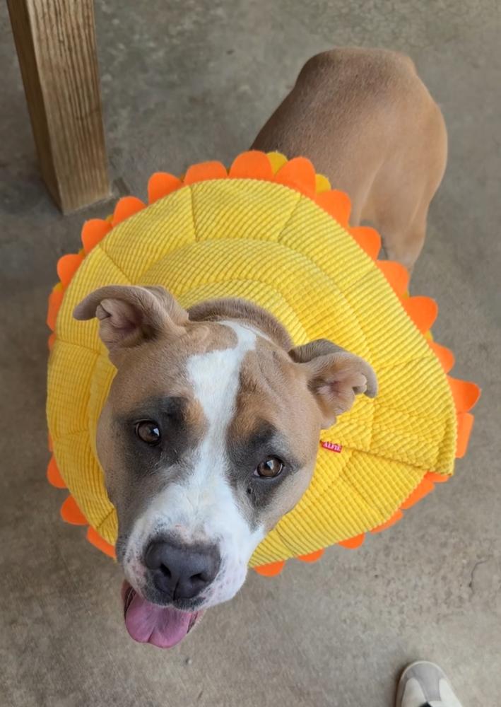 Enlarge KYRA, a Adoptable mixed breed in Rochester, IN image 3/6
