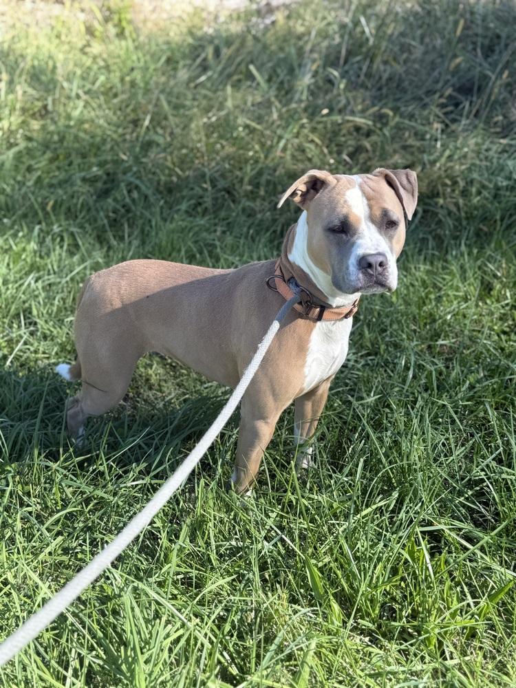 Enlarge KYRA ~ $0 TO ADOPT!!, a Adoptable mixed breed in Rochester, IN image 3/4