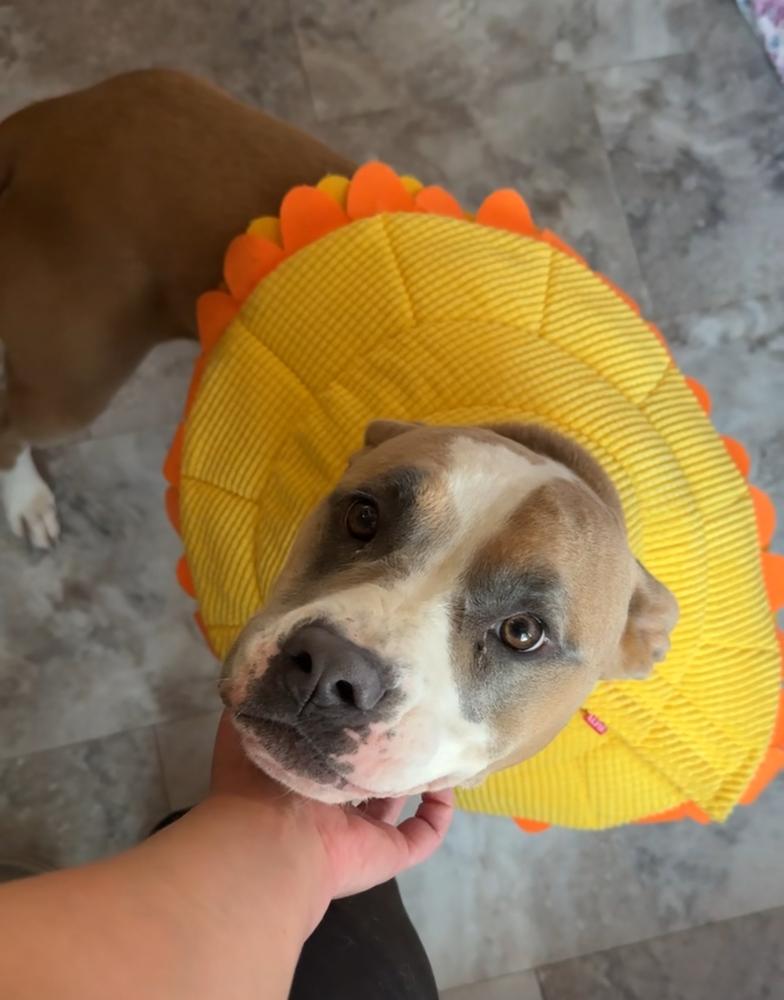 Enlarge KYRA, a Adoptable mixed breed in Rochester, IN image 4/6