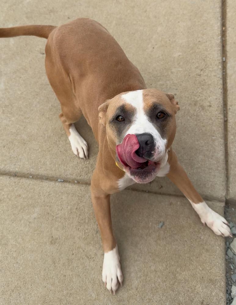 Enlarge KYRA, a Adoptable mixed breed in Rochester, IN image 6/6
