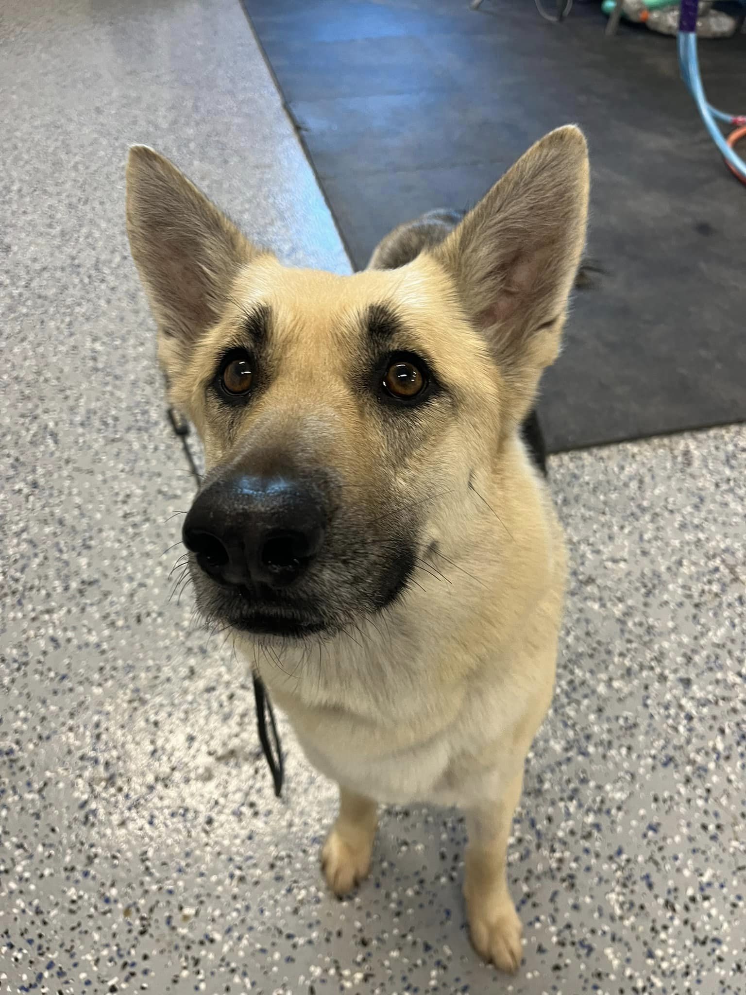 Enlarge Skylar, a Adopted mixed breed in Gatesville, TX image 1/4