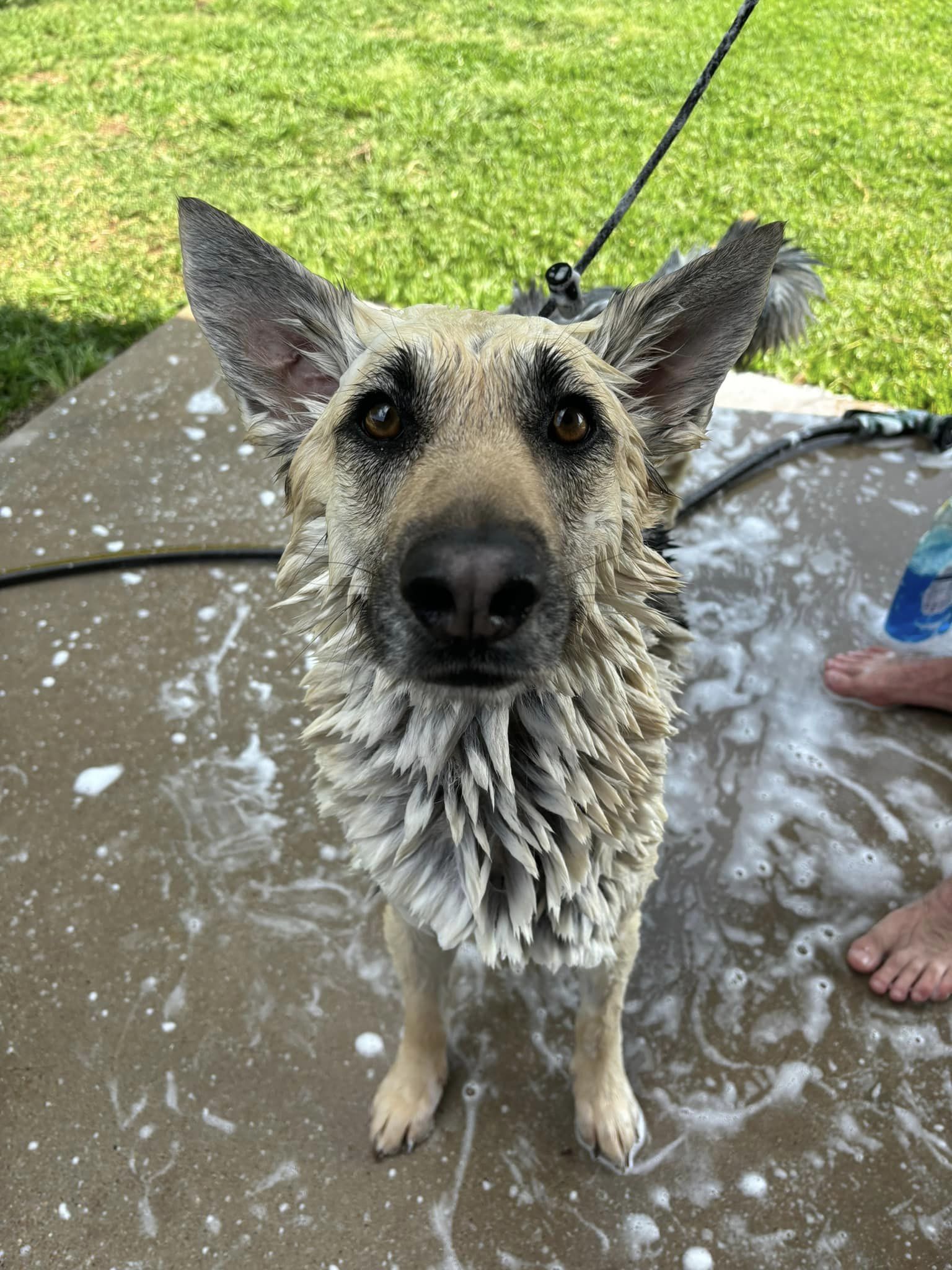 Enlarge Skylar, a Adopted mixed breed in Gatesville, TX image 2/4