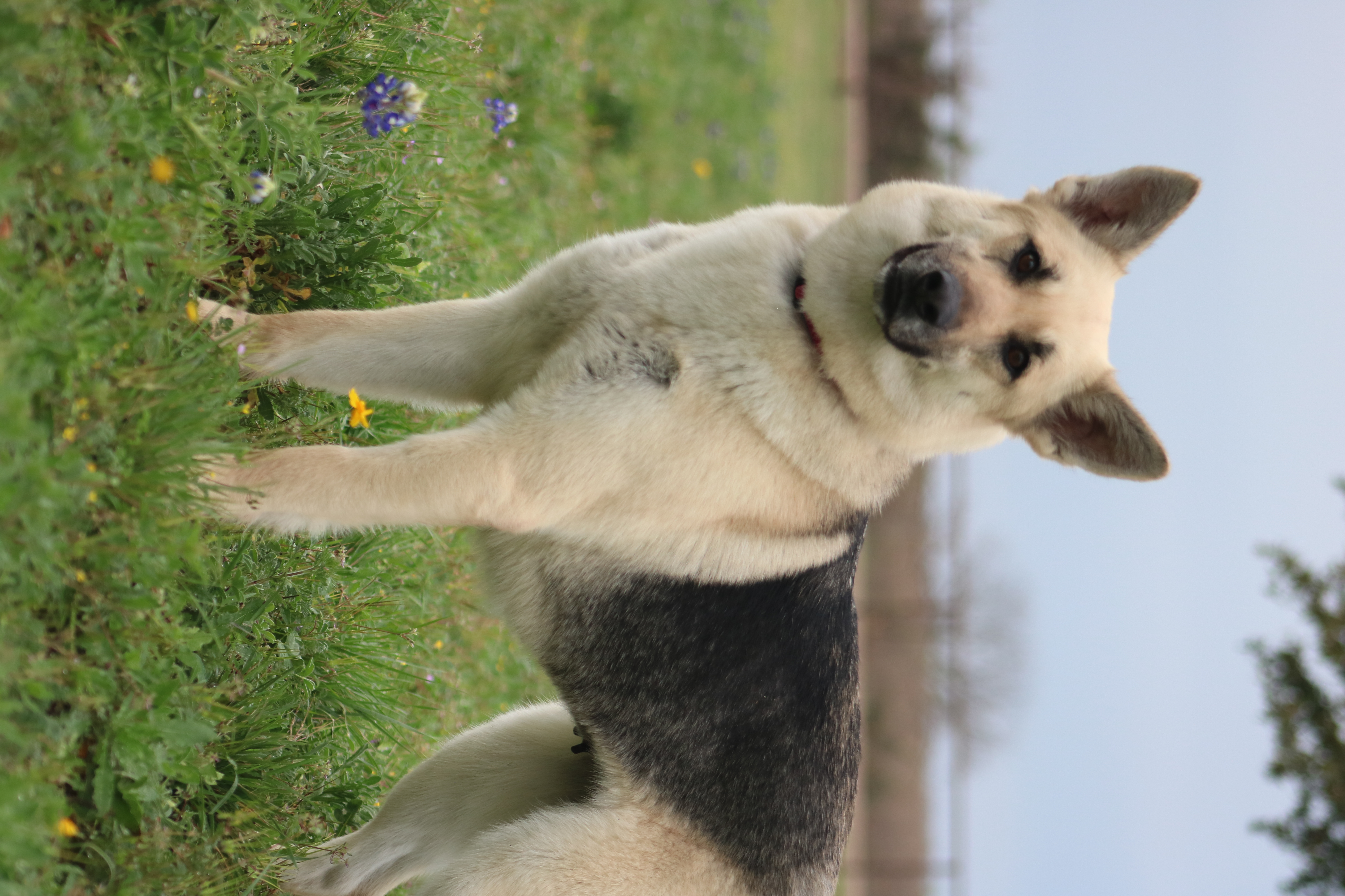 Enlarge Skylar, a Adopted mixed breed in Gatesville, TX image 3/4