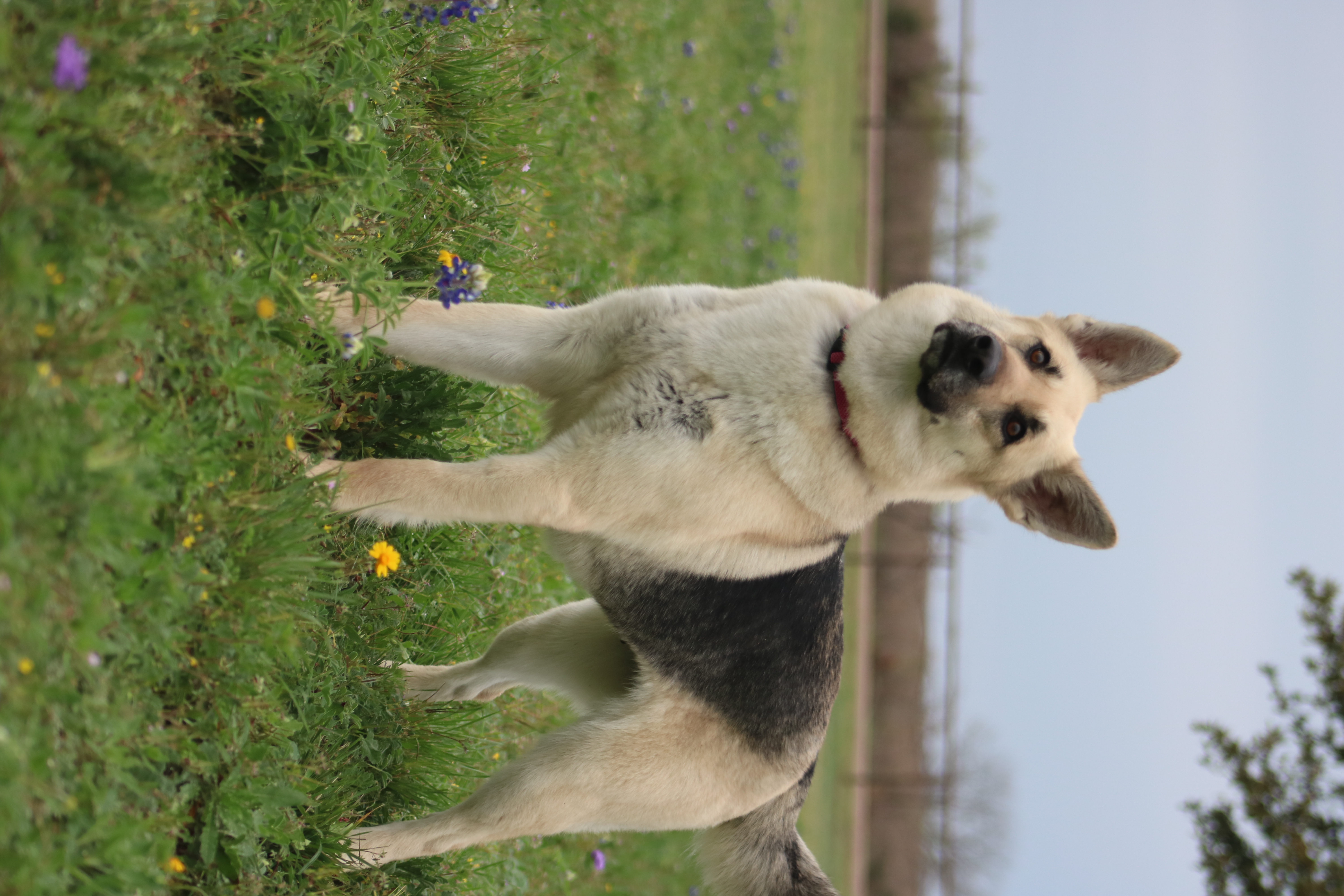 Enlarge Skylar, a Adopted mixed breed in Gatesville, TX image 4/4