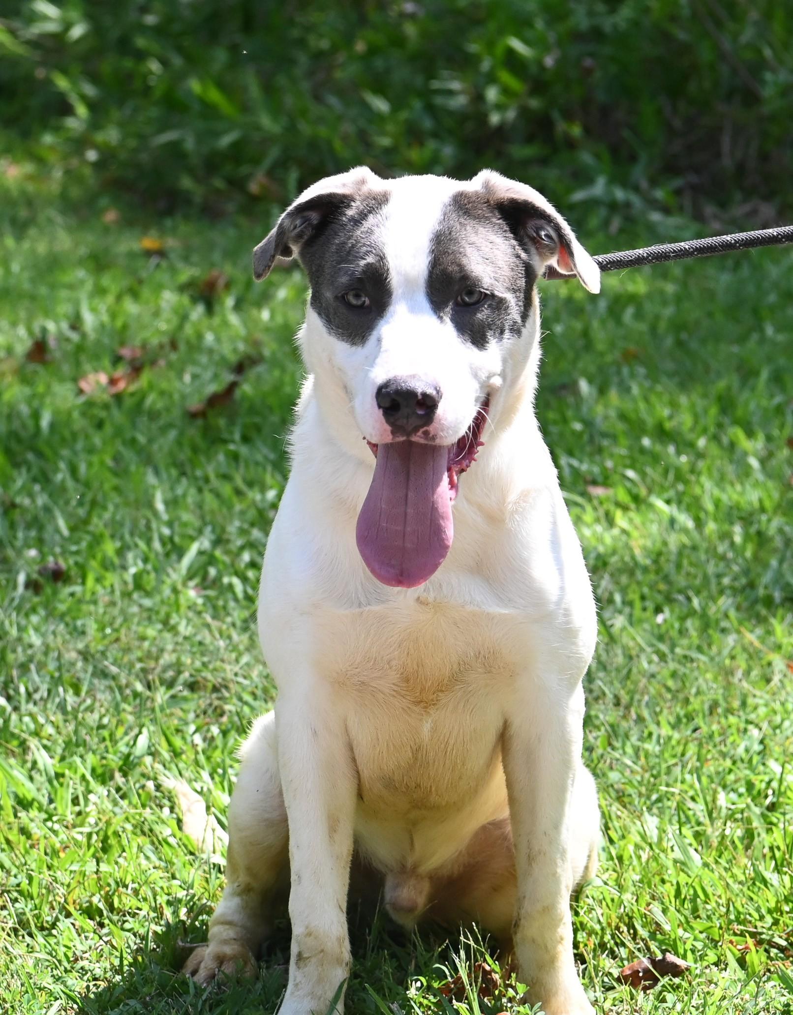 Nemo, Adoptable, Young Male Pit Bull Terrier & Hound.