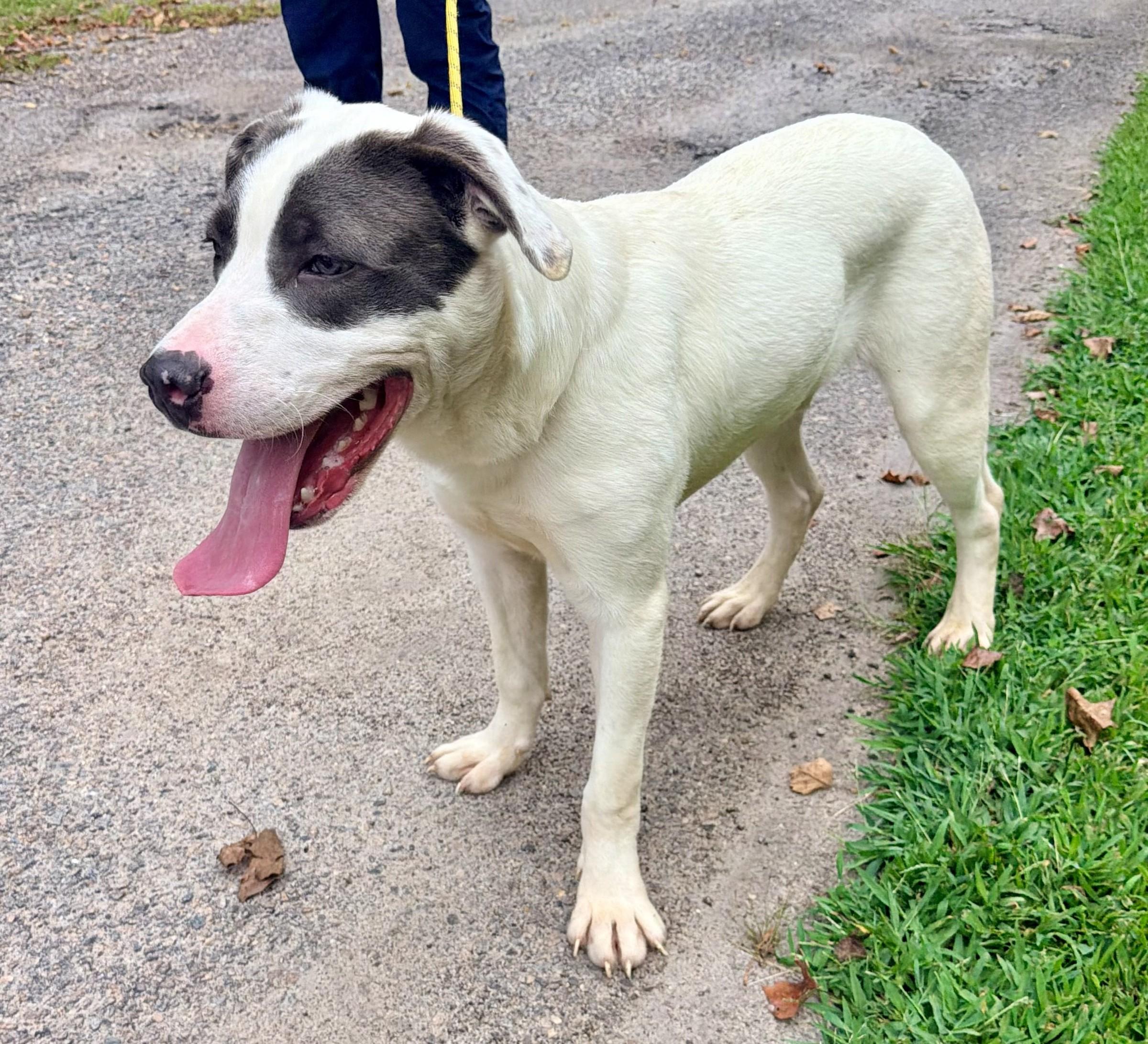 Enlarge Nemo, a ADOPTABLE mixed breed in Petersburg, VA image 4/6
