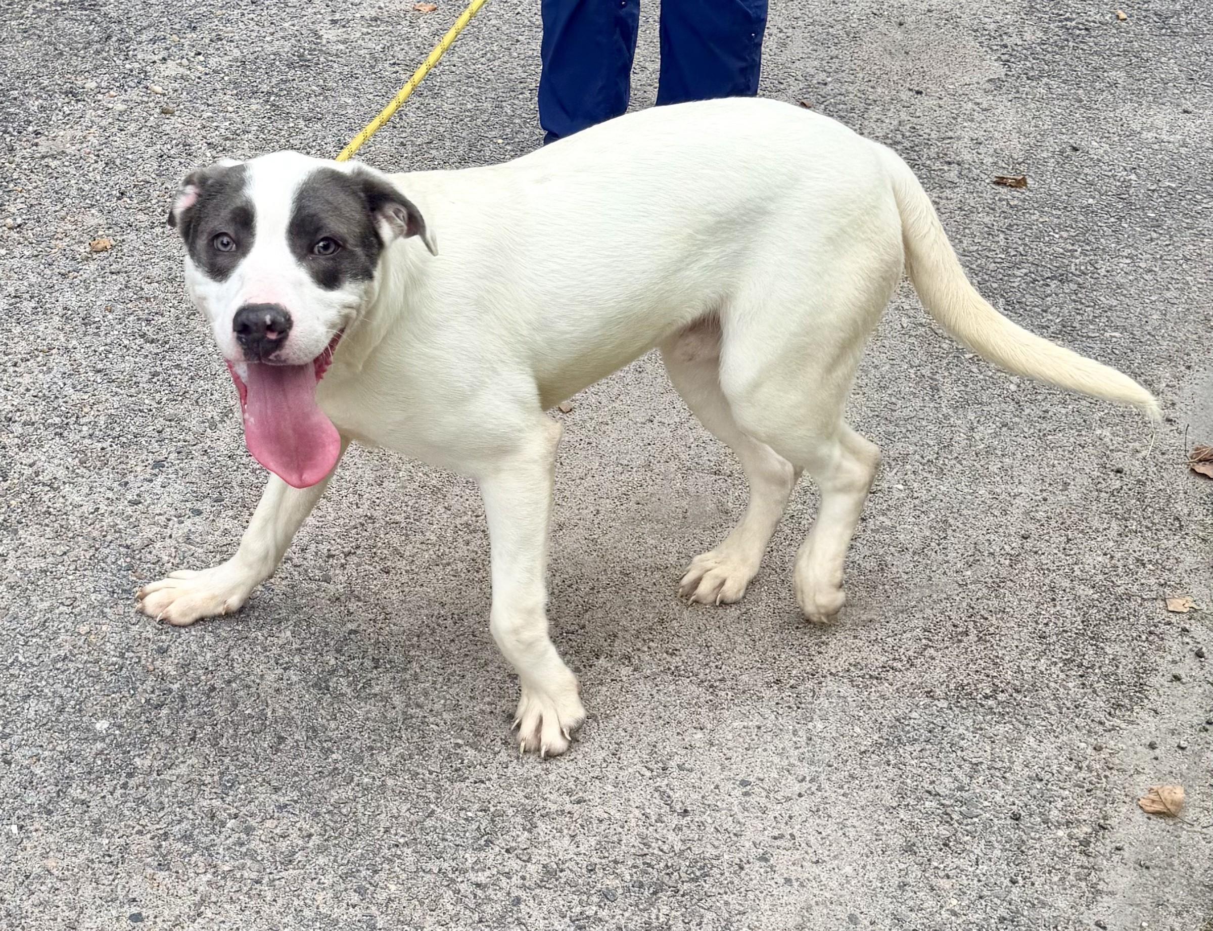 Enlarge Nemo, a ADOPTABLE mixed breed in Petersburg, VA image 6/6