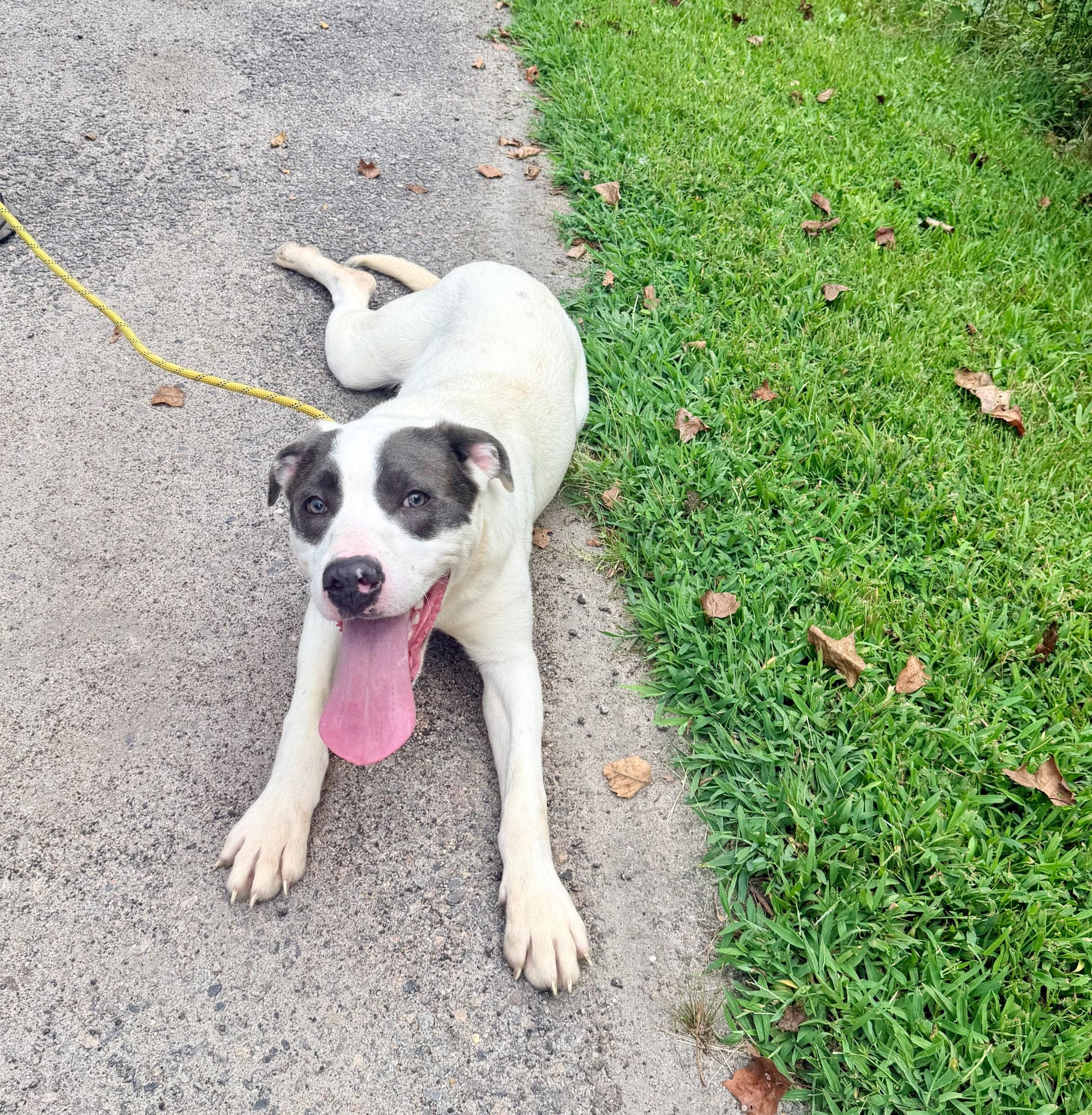 Enlarge Nemo, a ADOPTABLE mixed breed in Petersburg, VA image 5/6