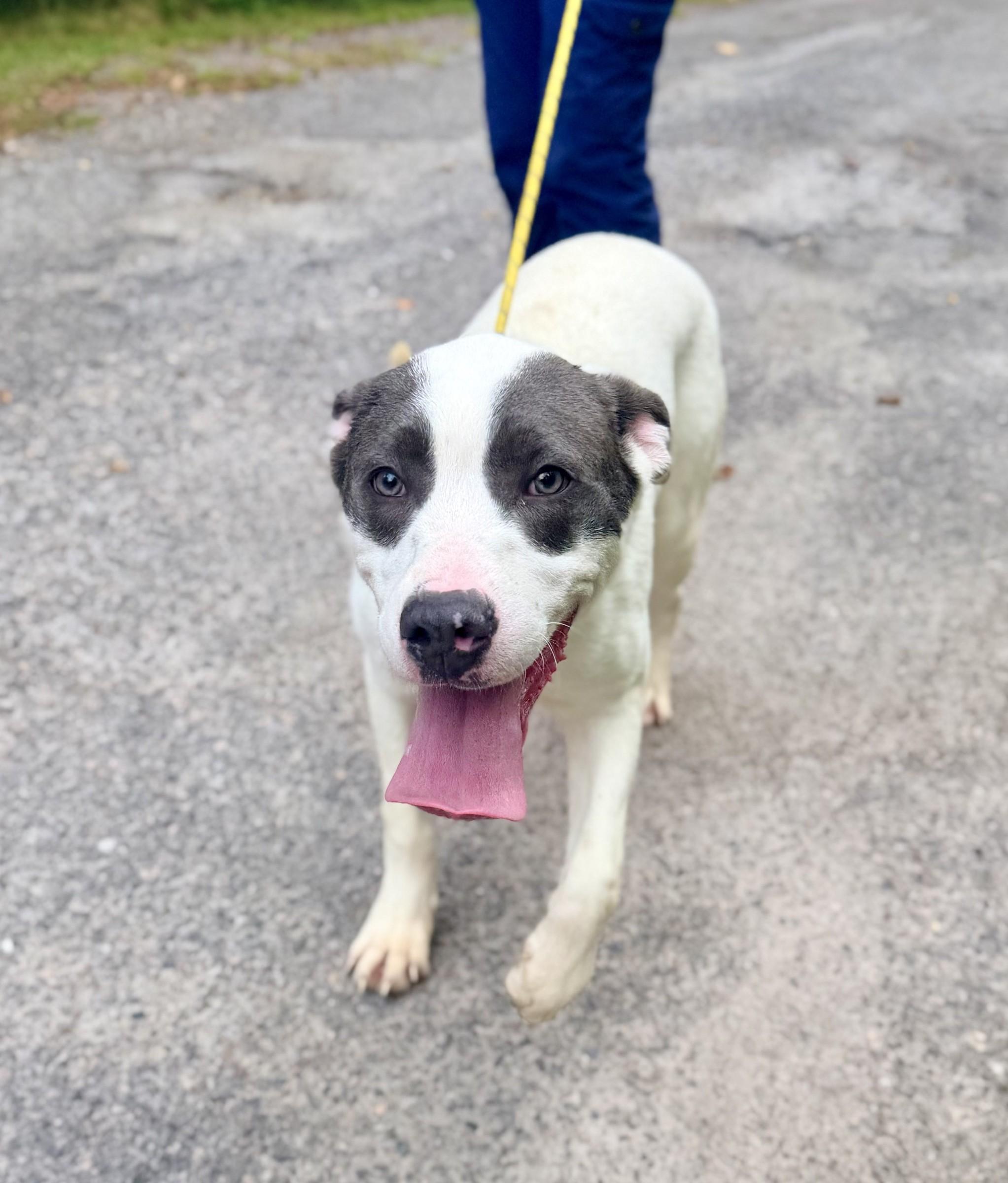 Nemo, ADOPTABLE, Young Male Pit Bull Terrier & Hound.