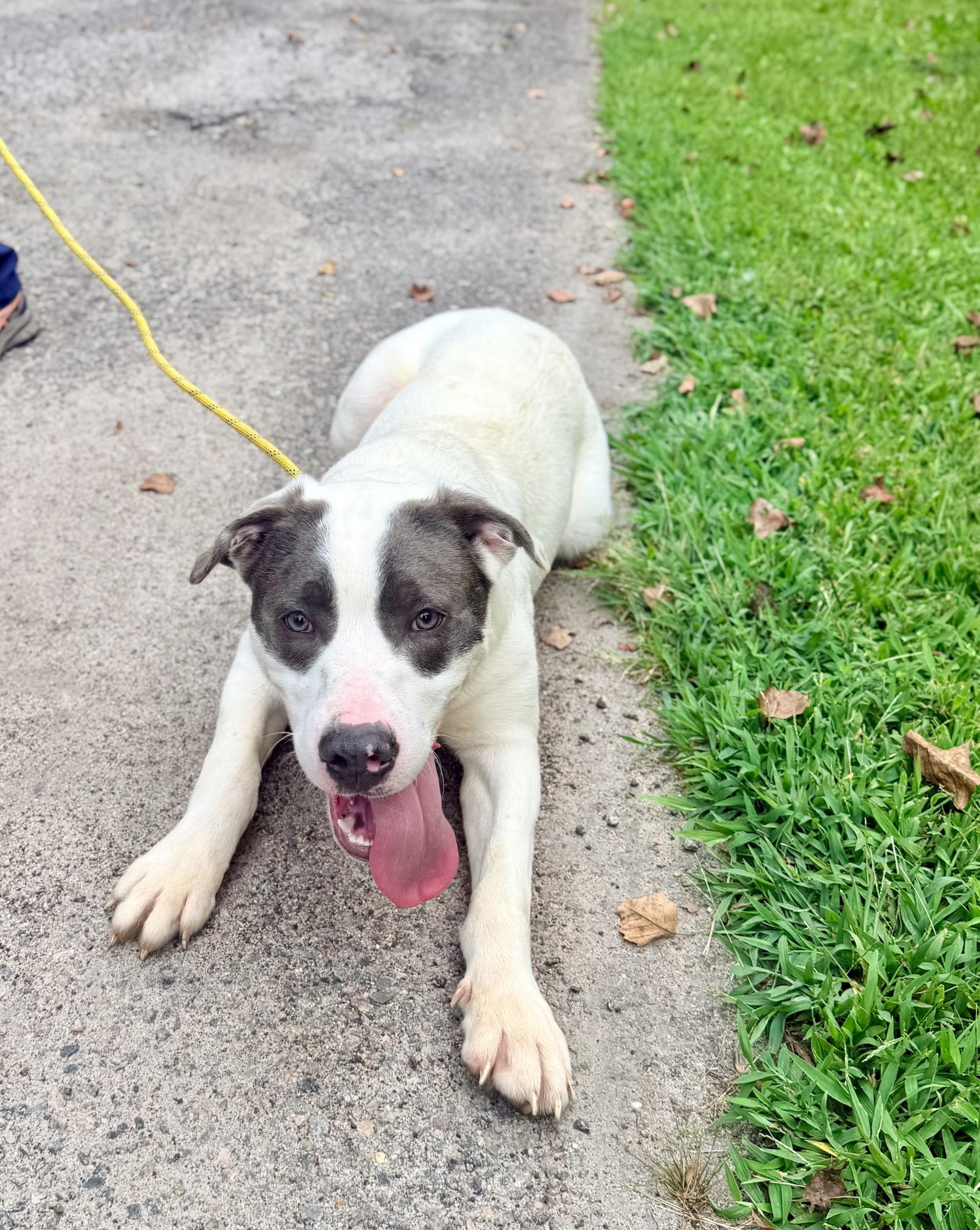 Enlarge Nemo, a ADOPTABLE mixed breed in Petersburg, VA image 2/6