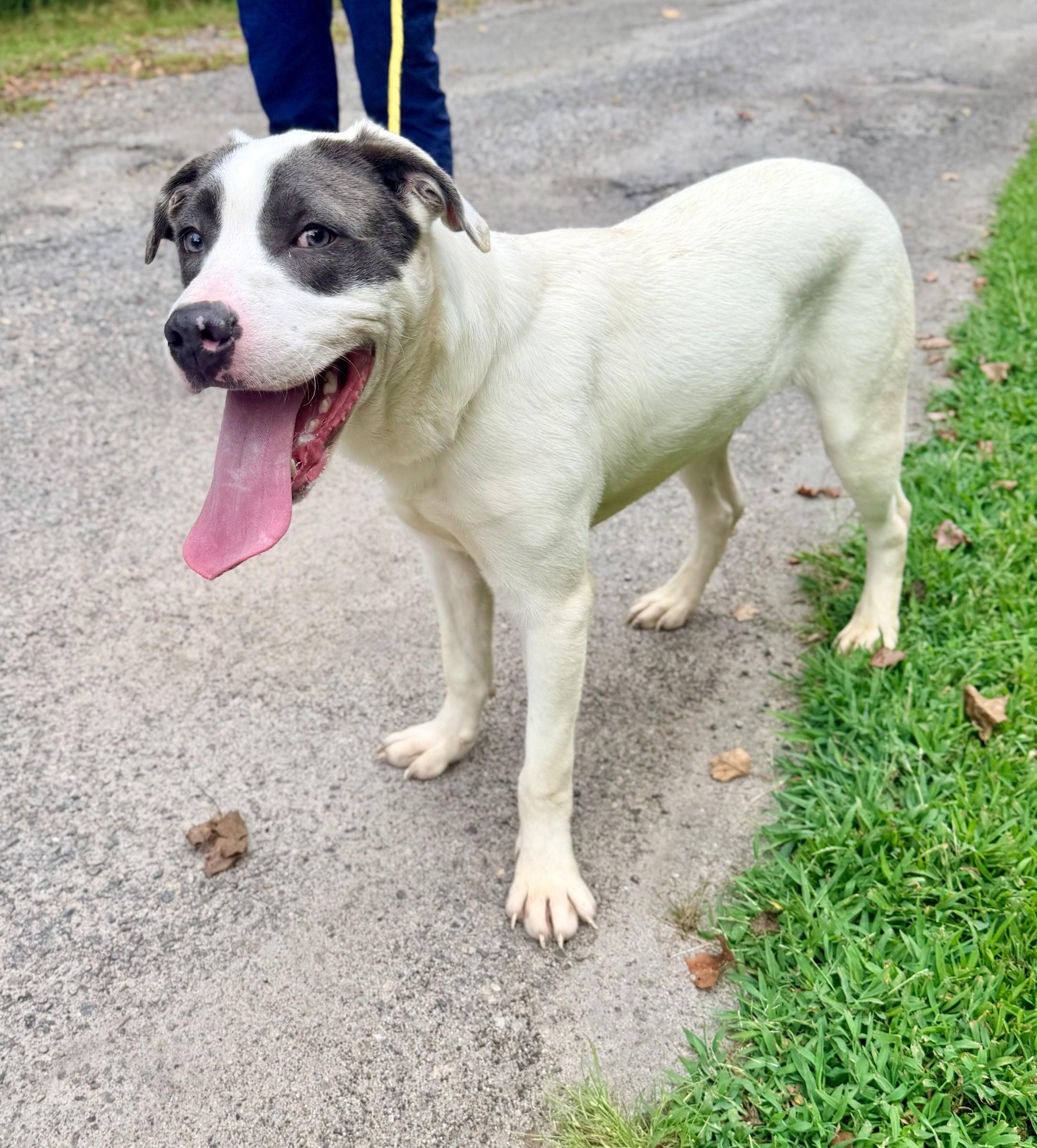 Enlarge Nemo, a ADOPTABLE mixed breed in Petersburg, VA image 3/6
