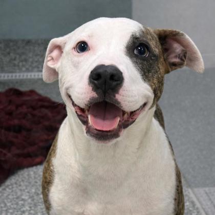 Adelaide, Adoptable, Adult Female Terrier & Mixed Breed.