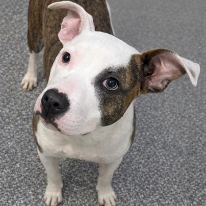 Enlarge Adelaide, a Adoptable mixed breed in Voorhees, NJ image 2/3