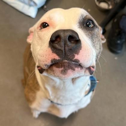Enlarge Adelaide, a Adoptable mixed breed in Voorhees, NJ image 3/3