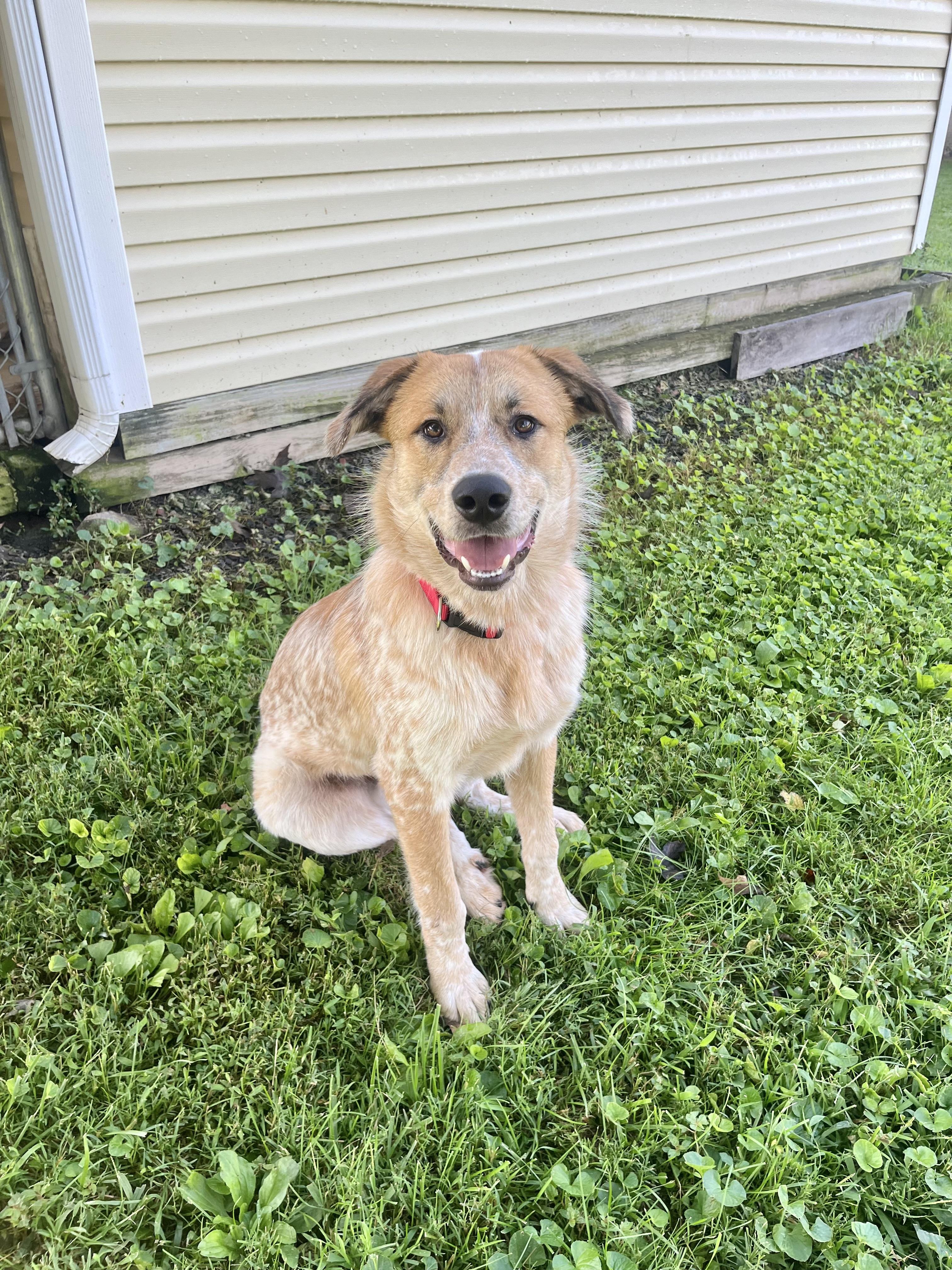 Joshua, Adoptable, Young Male Great Pyrenees & Cattle Dog.