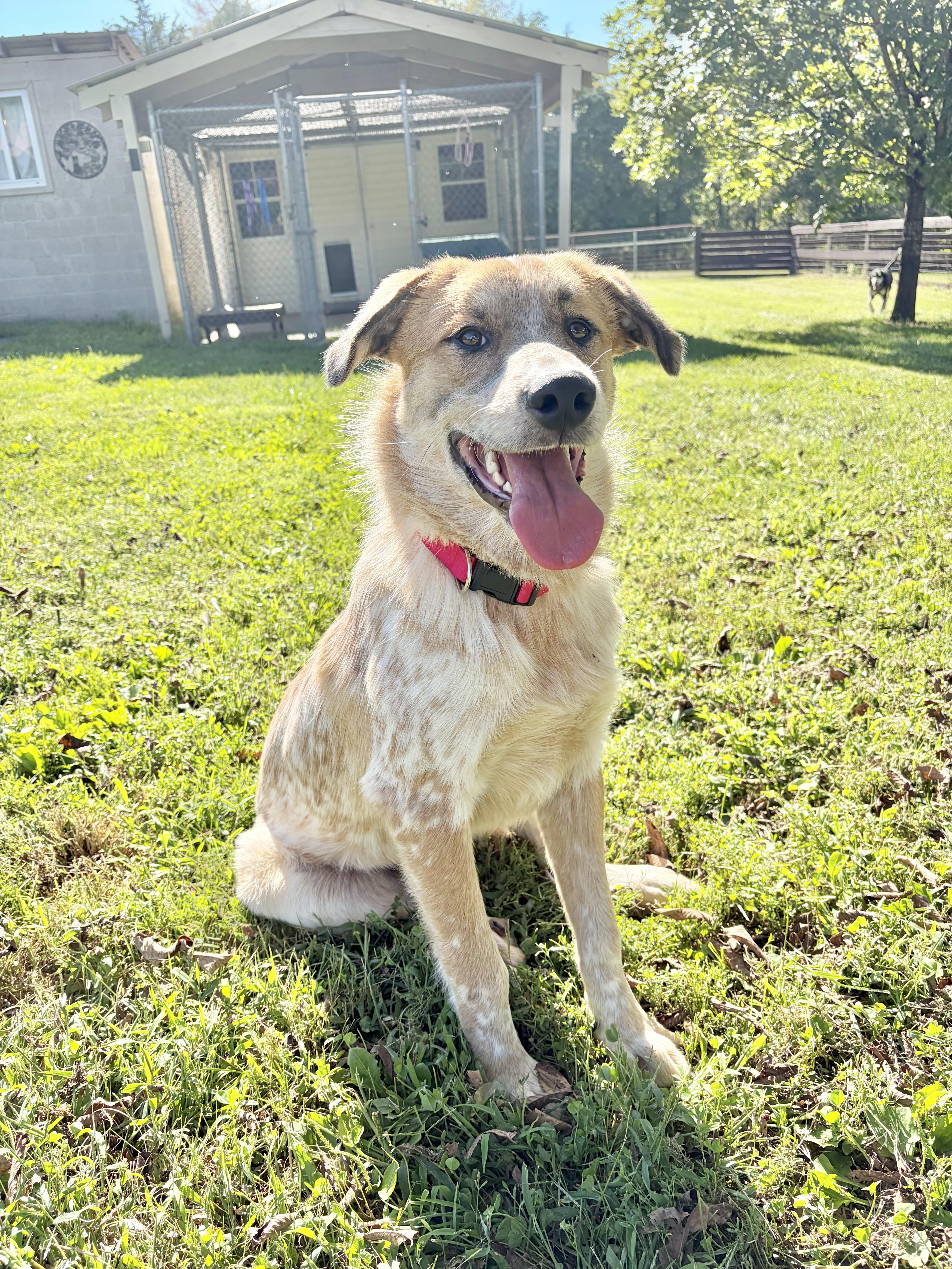 Enlarge Joshua, a Adoptable mixed breed in Fairfax, VA image 3/4