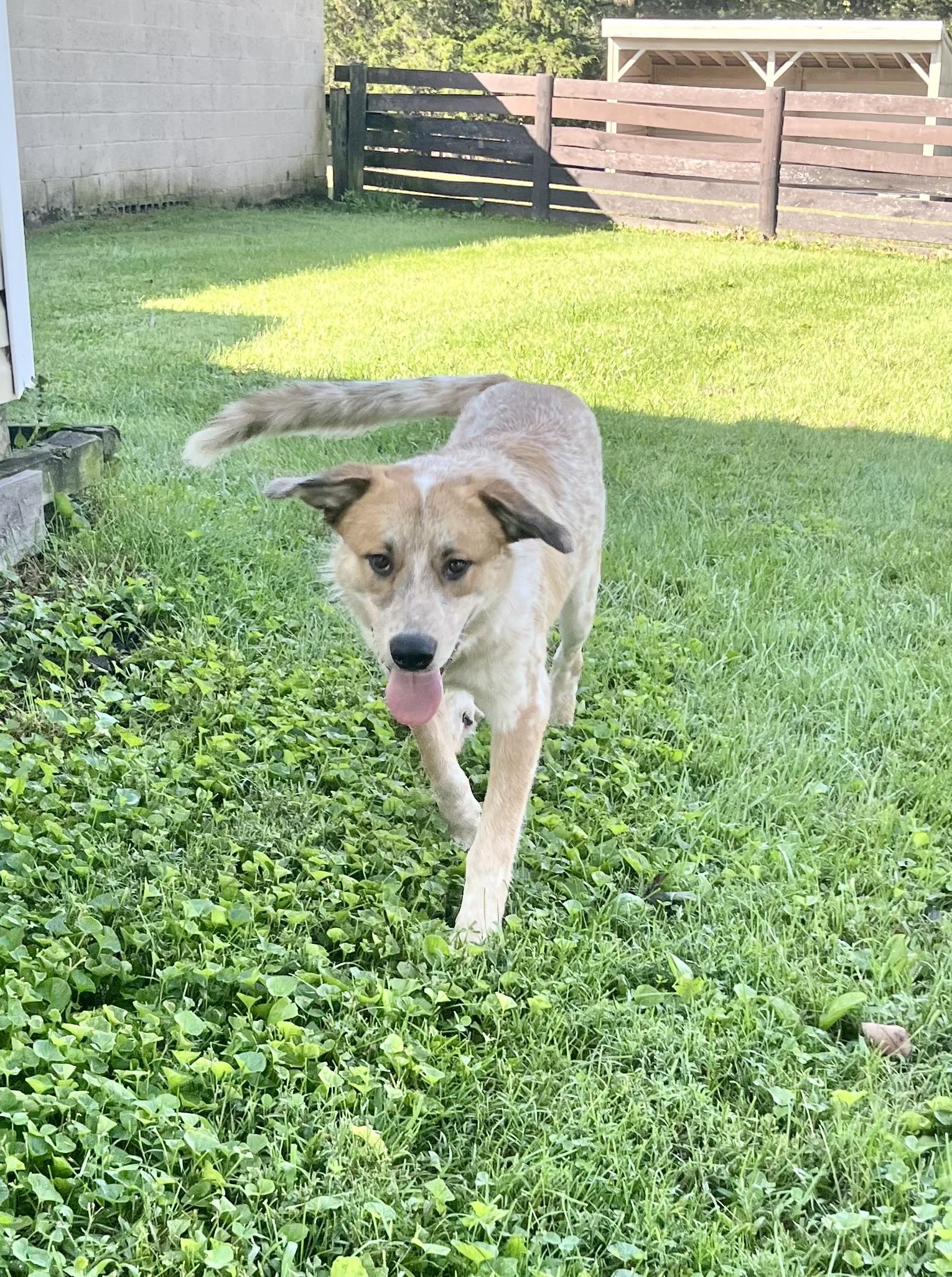 Enlarge Joshua, a Adoptable mixed breed in Fairfax, VA image 2/4