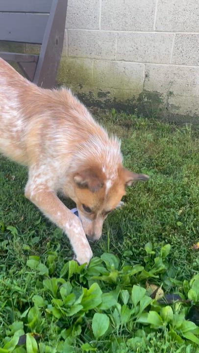 Enlarge Joshua, a Adoptable mixed breed in Fairfax, VA video 4/4