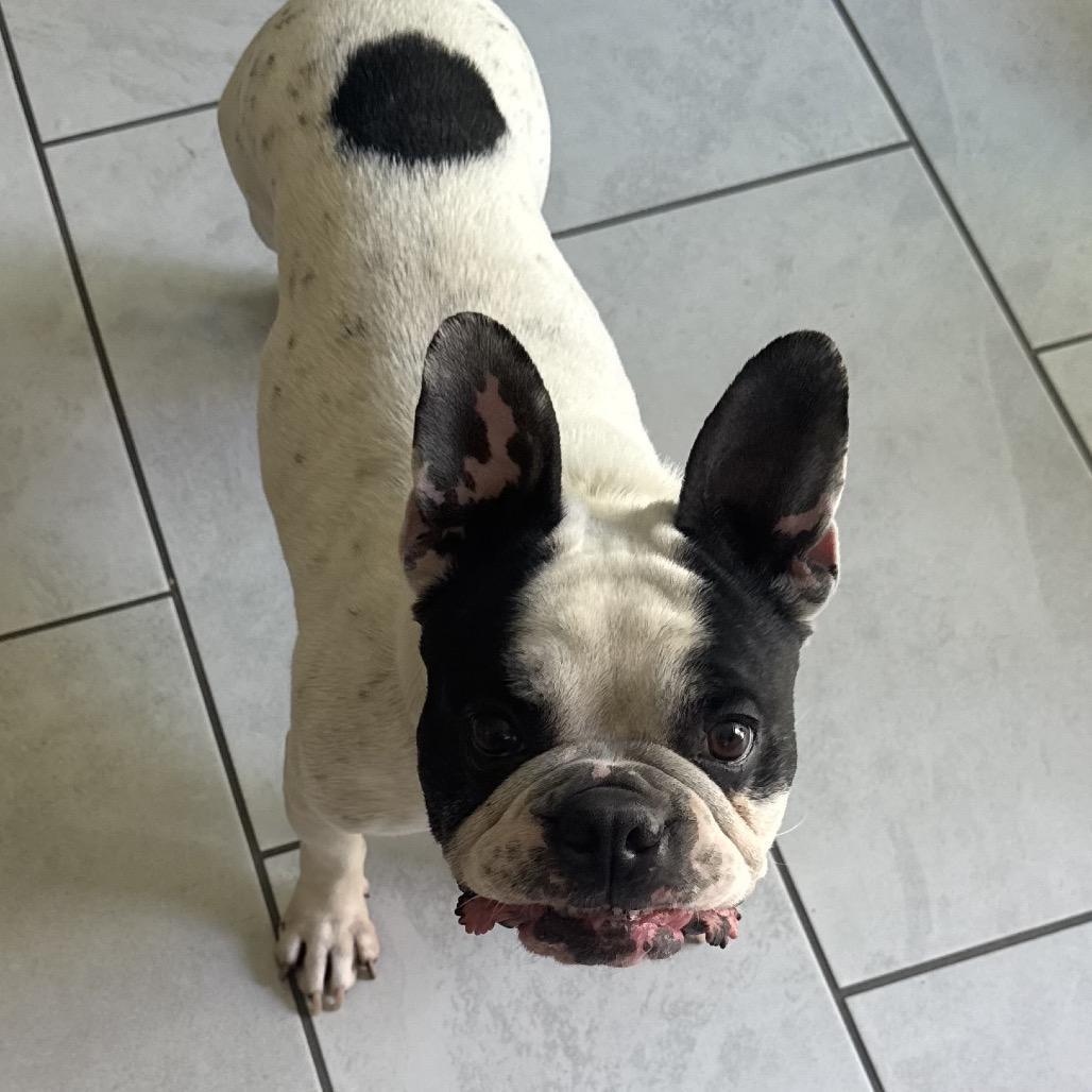 Milo, Adoptable, Adult Male French Bulldog.