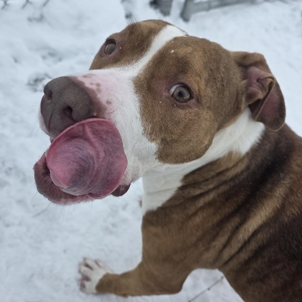 Hattie, Adoptable, Adult Female Mixed Breed.