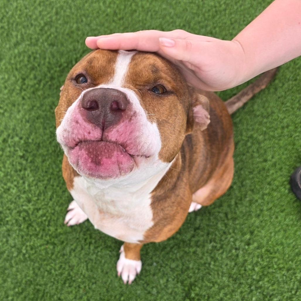 Hattie, a Adoptable Mixed Breed in Bristol, IN image 1/2