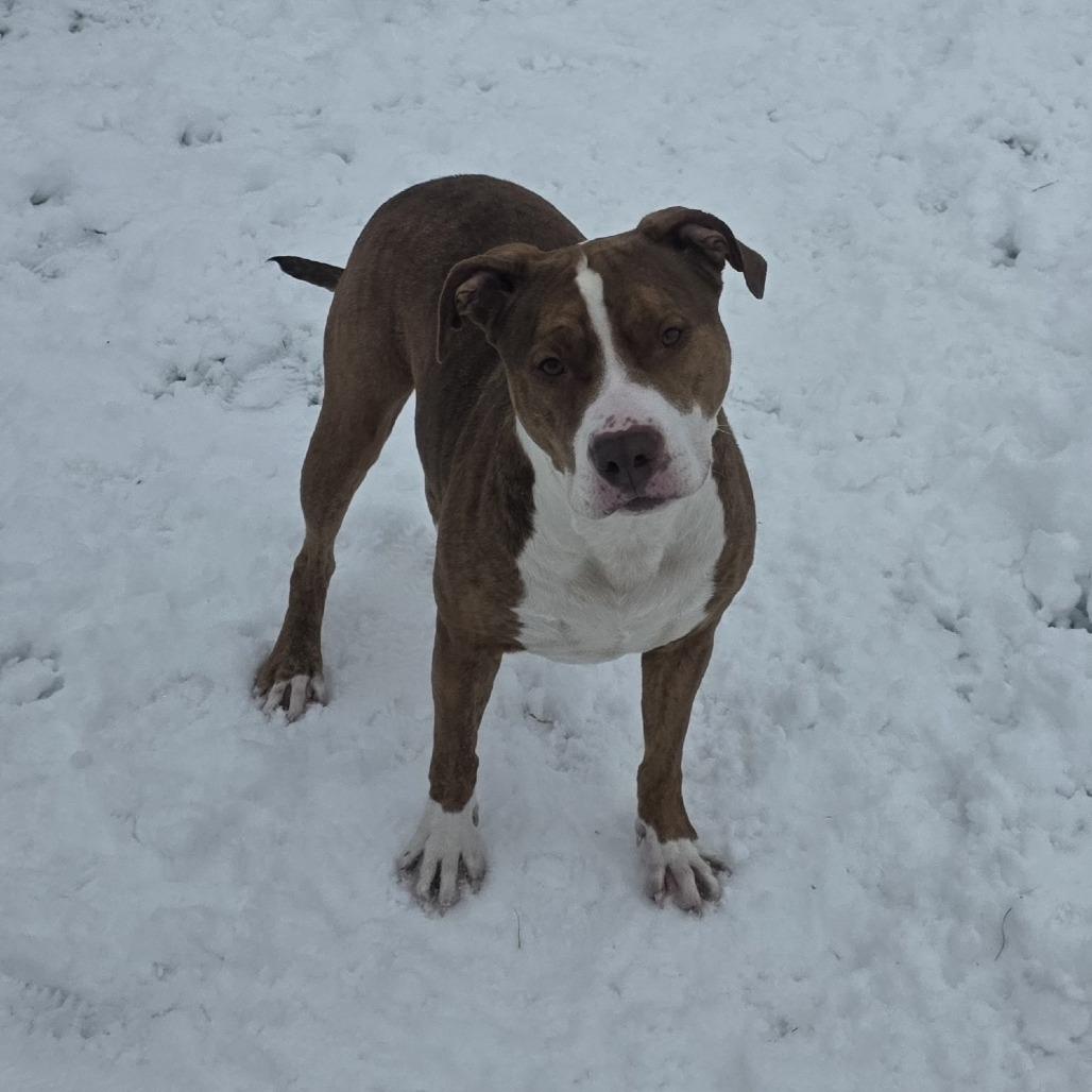 Enlarge Hattie, a Adoptable Mixed Breed in Bristol, IN image 3/6