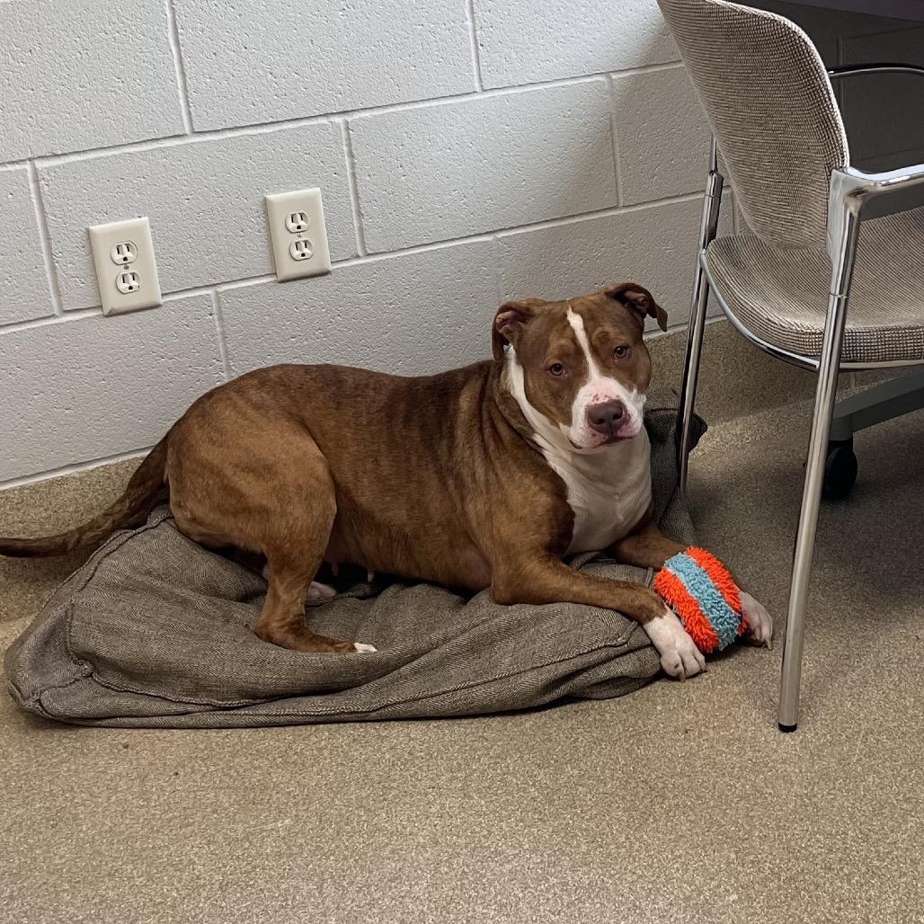 Enlarge Hattie, a Adoptable Mixed Breed in Bristol, IN image 4/6