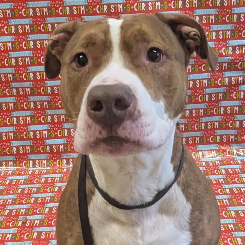 Enlarge Hattie, a Adoptable Mixed Breed in Bristol, IN image 4/6